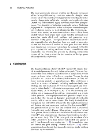26
The many commercial kits now available have brought the system
within the capabilities of any competent molecular biologist. Most
ofthesekitsarebasedontheprototypememberoftheBaculoviridae,
namely Autographa californica multiple nucleopolyhedrovirus
(AcMNPV) and utilize the highly expressed polyhedrin gene pro-
moter. The simplicity of culturing insect cells such as Spodoptera
frugiperda or Trichoplusia ni makes scale up of recombinant pro-
tein production feasible for most laboratories. The problems expe-
rienced with spinner or suspension cultures where shear forces
limited viability have largely been solved with the introduction of
serum-free media allied with antifoam and protective (e.g.,
Pluronic®
F-68) agents. The exploitation of baculoviruses as bio-
safe insecticides has also benefited from the work on expression
vectors and fundamental studies on virus gene function. While
most baculovirus expression vectors lack the original polyhedrin
gene required for making occluded viruses, recombinant virus
insecticides can preserve this process by utilizing nonessential
regions of the virus genome for the insertion of foreign genes
encoding insecticidal proteins.
2 Classification
The Baculoviridae are a family of DNA viruses with circular dou-
ble stranded genomes that only infect arthropods. They are char-
acterized by their ability to occlude virions in a crystalline protein
matrix to form either polyhedra or granules. Viruses forming
polyhedra are known as nucleopolyhedroviruses (NPVs) and
those forming granules as granuloviruses. This subdivision is
based on a number of criteria, including occlusion body mor-
phology and the mechanism by which nucleocapsids are envel-
oped in infected cells [1]. Granuloviruses produce small occlusion
bodies (OBs) (0.16−0.30 μm×0.30−0.50 μm) normally con-
taining one or occasionally two virions encapsulated in a protein
called granulin. Nucleopolyhedroviruses produce larger occlu-
sion bodies (0.5–1.5 μm in diameter) composed of polyhedrin
protein, which contain many virions. The family is divided into
four genera that only infect arthropods. The Alphabaculoviruses
and Betabaculoviruses comprise nucleopolyhedroviruses (NPVs)
and granuloviruses (GVs) that are isolated from Lepidoptera
(butterflies and moths). Figure 1 illustrates an example of each of
these genera. Deltabaculoviruses and Gammabaculoviruses com-
prise NPVs and infect dipteran (flies) and hymenopteran (sawflies)
species, respectively. The NPVs pathogenic for members of the
order Lepidoptera have been further subdivided into groups I
and II based on molecular phylogenies [1, 2]. An occluded virus
also infects the pink shrimp Penaeus monodon [3–5]. Partial
sequence analysis showed that it encodes proteins similar to those
produced by baculoviruses.
Barbara J. Kelly et al.
 