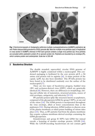 27
3 Baculovirus Structure
The double stranded, supercoiled, circular DNA genome of
AcMNPV is highly condensed within a nucleocapsid. This con-
densed packaging is facilitated by the core protein p6.9, a 54
amino acid protein rich in arginine [6]. A major protein of the
capsid, vp39, has also been identified. This 39 kDa protein has
been found to be distributed randomly over the surface of the
nucleocapsid [7].
There are two types of baculovirus progeny, budded virus
(BV) and occlusion-derived virus (ODV), which are genetically
identical [8]. However, there are differences in morphology, tim-
ing and cellular site of maturation, structural proteins, source of
viral envelopes, antigenicity, and infectivity [9–13].
BV particles possess spike-like structures known as peplomers,
composed of the glycoprotein GP64 for group I NPVs, at one end
of the virion [14]. The GP64 protein is incorporated throughout
the virus envelope, albeit at lower concentrations than at the
peplomers [14]. During infection, GP64 localizes to discrete areas
of the plasma membrane at which points budding of virions takes
place [15]. Thus, as BV particles bud from the plasma membrane
they acquire a plasma membrane-derived envelope containing the
GP64 glycoprotein.
Granuloviruses and group II NPVs lack GP64 but instead
encode a homolog of another envelope protein, LD130 [16].
While the LD130-encoding baculoviruses do not contain gp64
Fig. 1 Electronmicrographs of Autographa californica multiple nucleopolyhedrovirus (AcMNPV) polyhedron (a)
and Plodia interpunctella granulovirus (PiGV) granules (b). Note the multiple virus particles (vps) in longitudinal
or cross section in AcMNPV, whereas in PiGV each granule contains a single virus particle (vp). Virus particles
are occluded within polyhedrin protein (P) or granulin protein (G). Polyhedra are bounded by an envelope (PE),
which contains protein and carbohydrate. Scale bar is 200 nM
Baculovirus Molecular Biology
 