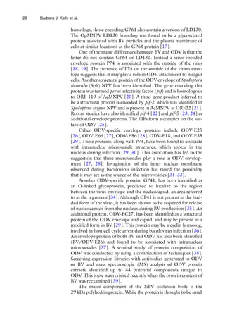 28
homologs, those encoding GP64 also contain a version of LD130.
The OpMNPV LD130 homolog was found to be a glycosylated
protein associated with BV particles and the plasma membrane of
cells at similar locations as the GP64 protein [17].
One of the major differences between BV and ODV is that the
latter do not contain GP64 or LD130. Instead a virus-encoded
envelope protein P74 is associated with the outside of the virus
[18, 19]. The presence of P74 on the outside of the virion enve-
lope suggests that it may play a role in ODV attachment to midgut
cells. Another structural protein of the ODV envelope of Spodoptera
littoralis (Spli) NPV has been identified. The gene encoding this
protein was termed per os infectivity factor (pif) and is homologous
to ORF 119 of AcMNPV [20]. A third gene product inferred to
be a structural protein is encoded by pif-2, which was identified in
Spodoptera exigua NPV and is present in AcMNPV as ORF22 [21].
Recent studies have also identified pif-4 [22] and pif-5 [23, 24] as
additional envelope proteins. The PIFs form a complex on the sur-
face of ODV [25].
Other ODV-specific envelope proteins include ODV-E25
[26], ODV-E66 [27], ODV-E56 [28], ODV-E18, and ODV-E35
[29]. These proteins, along with P74, have been found to associate
with intranuclear microvesicle structures, which appear in the
nucleus during infection [29, 30]. This association has led to the
suggestion that these microvesicles play a role in ODV envelop-
ment [27, 28]. Invagination of the inner nuclear membrane
observed during baculovirus infection has raised the possibility
that it may act as the source of the microvesicles [31–33].
Another ODV-specific protein, GP41, has been identified as
an O-linked glycoprotein, predicted to localize to the region
between the virus envelope and the nucleocapsid, an area referred
to as the tegument [34]. Although GP41 is not present in the bud-
ded form of the virus, it has been shown to be required for release
of nucleocapsids from the nucleus during BV production [35]. An
additional protein, ODV-EC27, has been identified as a structural
protein of the ODV envelope and capsid, and may be present in a
modified form in BV [29]. This protein may be a cyclin homolog,
involved in host cell cycle arrest during baculovirus infection [36].
An envelope protein of both BV and ODV has also been identified
(BV/ODV-E26) and found to be associated with intranuclear
microvesicles [37]. A seminal study of protein composition of
ODV was conducted by using a combination of techniques [38].
Screening expression libraries with antibodies generated to ODV
or BV and mass spectroscopic (MS) analysis of ODV protein
extracts identified up to 44 potential components unique to
ODV. This topic was revisited recently when the protein content of
BV was reexamined [39].
The major component of the NPV occlusion body is the
29 kDa polyhedrin protein. While the protein is thought to be small
Barbara J. Kelly et al.
 