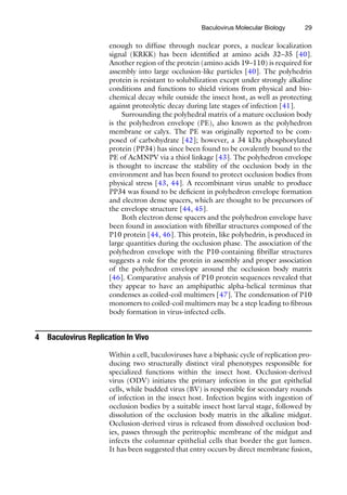 29
enough to diffuse through nuclear pores, a nuclear localization
signal (KRKK) has been identified at amino acids 32–35 [40].
Another region of the protein (amino acids 19–110) is required for
assembly into large occlusion-like particles [40]. The polyhedrin
protein is resistant to solubilization except under strongly alkaline
conditions and functions to shield virions from physical and bio-
chemical decay while outside the insect host, as well as protecting
against proteolytic decay during late stages of infection [41].
Surrounding the polyhedral matrix of a mature occlusion body
is the polyhedron envelope (PE), also known as the polyhedron
membrane or calyx. The PE was originally reported to be com-
posed of carbohydrate [42]; however, a 34 kDa phosphorylated
protein (PP34) has since been found to be covalently bound to the
PE of AcMNPV via a thiol linkage [43]. The polyhedron envelope
is thought to increase the stability of the occlusion body in the
environment and has been found to protect occlusion bodies from
physical stress [43, 44]. A recombinant virus unable to produce
PP34 was found to be deficient in polyhedron envelope formation
and electron dense spacers, which are thought to be precursors of
the envelope structure [44, 45].
Both electron dense spacers and the polyhedron envelope have
been found in association with fibrillar structures composed of the
P10 protein [44, 46]. This protein, like polyhedrin, is produced in
large quantities during the occlusion phase. The association of the
polyhedron envelope with the P10-containing fibrillar structures
suggests a role for the protein in assembly and proper association
of the polyhedron envelope around the occlusion body matrix
[46]. Comparative analysis of P10 protein sequences revealed that
they appear to have an amphipathic alpha-helical terminus that
condenses as coiled-coil multimers [47]. The condensation of P10
monomers to coiled-coil multimers may be a step leading to fibrous
body formation in virus-infected cells.
4 Baculovirus Replication In Vivo
Within a cell, baculoviruses have a biphasic cycle of replication pro-
ducing two structurally distinct viral phenotypes responsible for
specialized functions within the insect host. Occlusion-derived
virus (ODV) initiates the primary infection in the gut epithelial
cells, while budded virus (BV) is responsible for secondary rounds
of infection in the insect host. Infection begins with ingestion of
occlusion bodies by a suitable insect host larval stage, followed by
dissolution of the occlusion body matrix in the alkaline midgut.
Occlusion-derived virus is released from dissolved occlusion bod-
ies, passes through the peritrophic membrane of the midgut and
infects the columnar epithelial cells that border the gut lumen.
It has been suggested that entry occurs by direct membrane fusion,
Baculovirus Molecular Biology
 