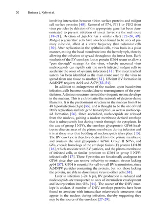 30
involving interaction between virion surface proteins and midgut
cell surface proteins [48]. Removal of P74, PIF1 or PIF2 from
virus particles by deletion of the appropriate gene has been dem-
onstrated to prevent infection of insect larvae via the oral route
[18–21]. Deletion of pifs-3-5 has a similar effect [22–24, 49].
Midgut regenerative cells have also been found to be sites of pri-
mary infection, albeit at a lower frequency than columnar cells
[50]. After replication in the epithelial cells, virus buds in a polar
manner, exiting the basal membrane into the hemolymph, thereby
allowing the infection to spread throughout the insect host. Early
synthesis of the BV envelope fusion protein GP64 seems to allow a
“pass through” strategy for the virus, whereby uncoated virus
nucleocapsids can rapidly exit the newly infected midgut cells to
accelerate the onset of systemic infections [51]. The insect tracheal
system has been identified as the main route used by the virus to
spread from one tissue to another [52]. Efficient BV formation in
AcMNPV requires Ac92 and Ac79 [53, 54].
In addition to enlargement of the nucleus upon baculovirus
infection, cells become rounded due to rearrangement of the cyto-
skeleton. A distinct structure termed the virogenic stroma develops
in the nucleus. This is a chromatin-like network of electron-dense
filaments. It is the predominant structure in the nucleus from 8 to
48 h postinfection (h pi) [55], and is thought to be the site of viral
DNA replication and late gene transcription, as well as nucleocap-
sid formation [56]. Once assembled, nucleocapsids are released
from the nucleus, gaining a nuclear membrane-derived envelope
that is subsequently lost during transit through the cytoplasm. In
the case of group I NPVs, the envelope glycoprotein GP64 local-
izes to discrete areas of the plasma membrane during infection and
it is at these sites that budding of nucleocapsids takes place [15].
The BV envelope is therefore derived from the plasma membrane
and contains the viral glycoprotein GP64. Group II NPVs, and
GVs, encode homologs of the envelope fusion (F) protein LD130
[16], which associate with BV particles, and the plasma membrane
of infected cells, at similar positions to GP64 in group I NPV-
infected cells [17]. These F proteins are functionally analogous to
GP64 since they can restore infectivity to mutant viruses lacking
gp64 [57]. GP64 is essential for cell-to-cell BV transmission, since
AcMNPV particles containing the protein, but not those lacking
the protein, are able to disseminate virus to other cells [58].
Later in infection (~24 h pi), BV production is reduced and
nucleocapsids are transported to sites of intranuclear envelopment
and incorporation into OBs [44]. The source of the ODV enve-
lope is unclear. A number of ODV envelope proteins have been
found to associate with intranuclear microvesicle structures that
appear in the nucleus during infection, thereby suggesting they
may be the source of the envelope [27–29].
Barbara J. Kelly et al.
 
