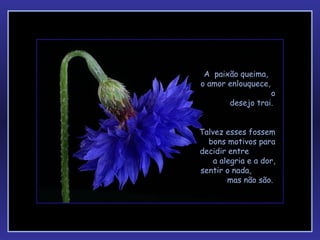 A  paixão queima,  o amor enlouquece,  o desejo trai.  Talvez esses fossem bons motivos para decidir entre  a alegria e a dor, sentir o nada,  mas não são.  