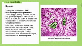 2024_AF_V1
Foco no conteúdo
A dengue é uma doença viral
transmitida pelo mosquito fêmea
Aedes aegypti (vetor), causada por um
dos quatro sorotipos do vírus: DENV-1,
DENV-2, DENV-3 e DENV-4, e cada uma
desses sorotipos apresentam diferentes
variações genéticas.
Além disso, os vírus da dengue são
classificados como arbovírus, o que
significa que são transmitidos por
artrópodes hematófagos, ou seja,
artrópodes que se alimentam de sangue,
como as fêmeas dos mosquitos.
Dengue
Vírus DENV corado em verde
 