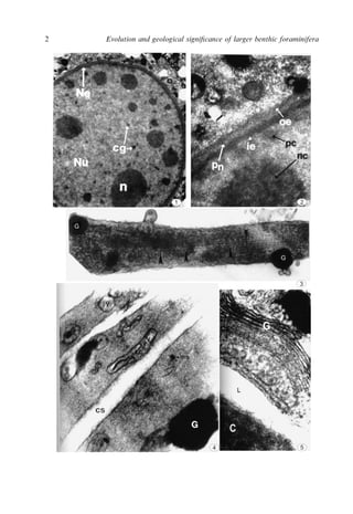 Evolution And Geological Significance Of Larger Benthic Foraminifera Mk ...