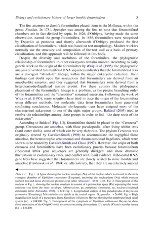 Evolution And Geological Significance Of Larger Benthic Foraminifera Mk ...
