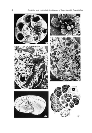 Evolution And Geological Significance Of Larger Benthic Foraminifera Mk ...