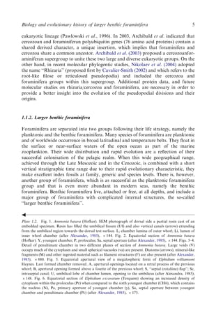 Evolution And Geological Significance Of Larger Benthic Foraminifera Mk ...