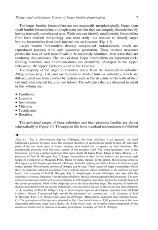 Evolution And Geological Significance Of Larger Benthic Foraminifera Mk ...