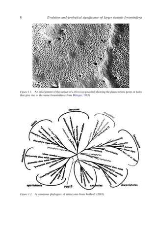 Shell Consensus Evolution And Geological Significance Of Larger Benthic Foraminifera Mk ...