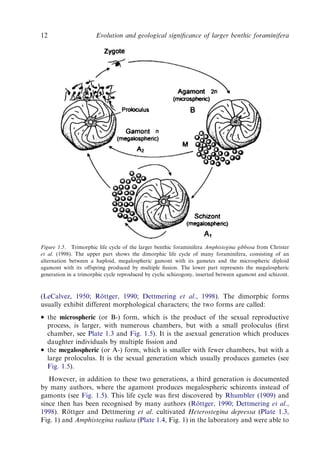 Evolution And Geological Significance Of Larger Benthic Foraminifera Mk ...