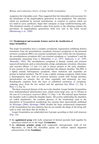 Evolution And Geological Significance Of Larger Benthic Foraminifera Mk ...