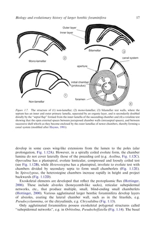 Evolution And Geological Significance Of Larger Benthic Foraminifera Mk ...