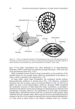 Evolution And Geological Significance Of Larger Benthic Foraminifera Mk ...