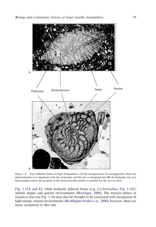 Evolution And Geological Significance Of Larger Benthic Foraminifera Mk ...