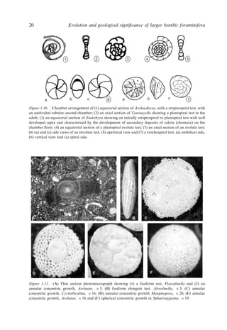 Evolution And Geological Significance Of Larger Benthic Foraminifera Mk ...