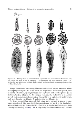 Evolution And Geological Significance Of Larger Benthic Foraminifera Mk ...