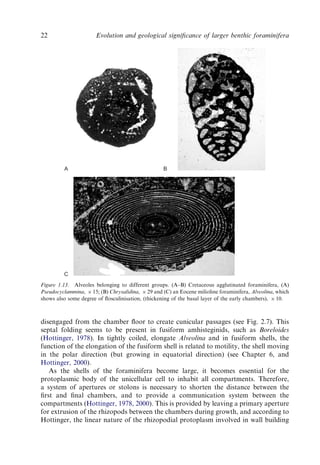 Evolution And Geological Significance Of Larger Benthic Foraminifera Mk ...