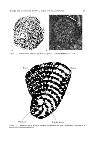 Evolution And Geological Significance Of Larger Benthic Foraminifera Mk ...