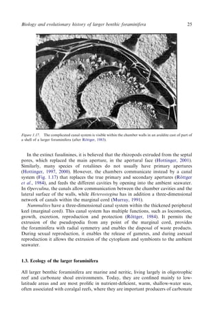 Evolution And Geological Significance Of Larger Benthic Foraminifera Mk ...