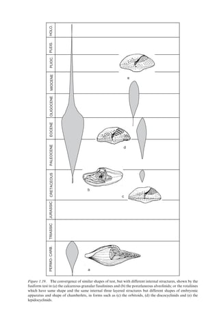 Evolution And Geological Significance Of Larger Benthic Foraminifera Mk ...
