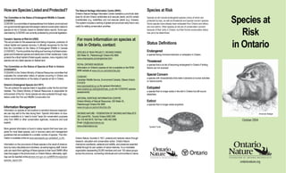 HowareSpeciesListedandProtected?
The Committee on the Status of Endangered Wildlife in Canada
(COSEWIC)
COSEWICisacommitteeofrepresentativesfromfederal,provincialand
non-governmental agencies that assigns national conservation status to
species at risk in Canada, based on detailed status reports. Some spe-
cies listed by COSEWIC are currently protected by provincial legislation.
Canada’s Species at Risk Act (2002)
This act provides for the assessment and listing of species, protection of
critical habitat and species recovery. It officially recognizes for the first
time the Committee on the Status of Endangered Wildlife in Canada
(COSEWIC).TheAct prohibits the killing and harming of all listed endan-
gered and threatened species and destruction of their residences. It also
protects the critical habitat of listed aquatic species, many migratory bird
species and any listed species on federal land.
The Committee on the Status of Species at Risk in Ontario
(COSSARO)
COSSARO is the Ontario Ministry of Natural Resources committee that
evaluates the conservation status of species occurring in Ontario and
makes recommendations on the status of species at risk in Ontario.
Ontario’s Endangered Species Act (1971)
This act protects the species listed in regulation under the Act and their
habitats. The Ontario Ministry of Natural Resources is responsible for
enforcement of the Act. Some species are also protected through regu-
lations under the Fish and Wildlife ConservationAct.
Information Management
Information on species at risk locations is sensitive because inappropri-
ate use may add to the risks facing them. Specific information on loca-
tions is available on a “need to know” basis (for conservation purposes
only) from MNR or other conservation agencies, museums and local
experts.
More general information is found in status reports that have been pre-
pared for most listed species, and in recovery plans and management
guidelines that are available for a smaller number of species. This infor-
mation is available online at www.sararegistry.gc.ca/default_e.cfm.
Information on the occurrence of these species is the result of observa-
tionsbymanynaturalistsandvolunteers,aswellasagencystaff.Individ-
uals can report their sightings of these species to their local OMNR office
(see blue pages in the phone book) or Ontario Nature; alternately, sight-
ings can be reported online at www.mnr.gov.on.ca/MNR/nhic/species/
species_report.cfm.
The Natural Heritage Information Centre (NHIC)
Ontario’s Natural Heritage Information Centre maintains a provincial data-
base for all rare Ontario vertebrates and vascular plants, and for certain
invertebrates (e.g. butterflies) and non-vascular plants (e.g. mosses).
This system includes a ranking of global and provincial rarity that is very
useful for setting conservation priorities.
For more information on species at
risk in Ontario, contact:
SPECIES AT RISK PROJECT, ONTARIO PARKS
300 Water St., Peterborough Ontario K9J 8M5
www.ontarioparks.com/english/sar.html
ROYAL ONTARIO MUSEUM
Information on Ontario’s species at risk is available on the ROM-
MNR website at www.rom.on.ca/ontario/risk.php
COSEWIC
Canadian Wildlife Service, Environment Canada, Ottawa Ontario
K1A 0H3
www.speciesatrisk.gc.ca (for general information)
www.cosewic.gc.ca/eng/sct5/index_e.cfm (for COSEWIC species
assessments)
NATURAL HERITAGE INFORMATION CENTRE
Ontario Ministry of Natural Resources, 300 Water St.,
Peterborough Ontario K9J 8M5
www.mnr.gov.on.ca/mnr/nhic/nhic.cfm
ONTARIO NATURE - FEDERATION OF ONTARIO NATURALISTS
355 Lesmill Rd., Toronto Ontario M3B 2W8
Tel: 416 444 8419, Toll Free 1 800 440 2366
Email: info@ontarionature.org
www.ontarionature.org
Species at Risk
Species at risk include endangered species (many of which are
protected by law), as well as threatened and special concern species.
Some species have already been extirpated from Ontario and others
are now extinct. Other species at risk are of conservation concern
because of their rarity in Ontario, but their formal conservation status
has yet to be determined.
Status Definitions
Endangered
a species facing imminent extinction or extirpation in Ontario
Threatened
a species that is at risk of becoming endangered in Ontario if limiting
factors are not reversed
Special Concern
a species with characteristics that make it sensitive to human activities
or natural events
Extirpated
a species that no longer exists in the wild in Ontario but still occurs
elsewhere
Extinct
a species that no longer exists anywhere
Species at
Risk
in Ontario
American Badger
ontarionature.org
Spotted Turtle
October 2004
Ontario Nature, founded in 1931, protects and restores nature through
research, education and conservation action. Ontario Nature
champions woodlands, wetlands and wildlife, and preserves essential
habitat through its own system of nature reserves. It is a charitable
organization representing 25,000 members and over 135 nature groups
across the province, connecting individuals and communities to nature.
 