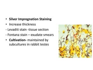Syphlilus Rabbit 844_Treponema.ppt
