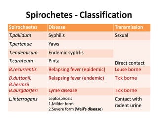 Spirochetes - Classification
Spirochaetes Disease Transmission
T.pallidum Syphilis Sexual
T.pertenue Yaws
Direct contact
T.endemicum Endemic syphilis
T.carateum Pinta
B.recurrentis Relapsing fever (epidemic) Louse borne
B.duttonii,
B.hermsii
Relapsing fever (endemic) Tick borne
B.burgdorferi Lyme disease Tick borne
L.interrogans Leptospirosis
1.Milder form
2.Severe form (Weil’s disease)
Contact with
rodent urine
 