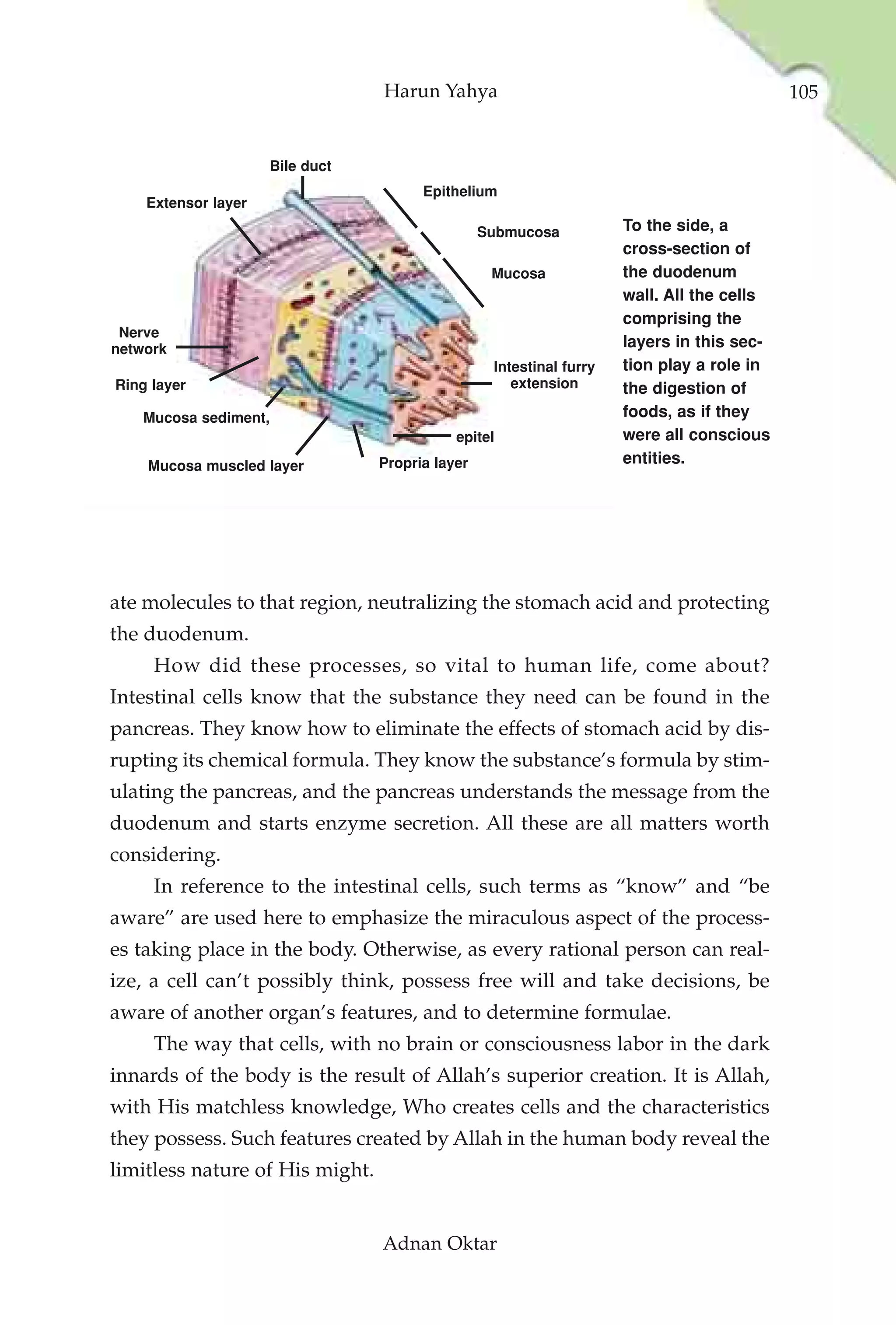 Harun Yahya                                               105


                     Bile duct
                                       Epithelium
    Extensor layer

                                                 Submucosa           To the side, a
                                                                     cross-section of
                                                  Mucosa             the duodenum
                                                                     wall. All the cells
                                                                     comprising the
 Nerve
network                                                              layers in this sec-
                                                  Intestinal furry   tion play a role in
Ring layer                                           extension       the digestion of
    Mucosa sediment,                                                 foods, as if they
                                            epitel                   were all conscious
    Mucosa muscled layer         Propria layer                       entities.




ate molecules to that region, neutralizing the stomach acid and protecting
the duodenum.
     How did these processes, so vital to human life, come about?
Intestinal cells know that the substance they need can be found in the
pancreas. They know how to eliminate the effects of stomach acid by dis-
rupting its chemical formula. They know the substance’s formula by stim-
ulating the pancreas, and the pancreas understands the message from the
duodenum and starts enzyme secretion. All these are all matters worth
considering.
     In reference to the intestinal cells, such terms as “know” and “be
aware” are used here to emphasize the miraculous aspect of the process-
es taking place in the body. Otherwise, as every rational person can real-
ize, a cell can’t possibly think, possess free will and take decisions, be
aware of another organ’s features, and to determine formulae.
     The way that cells, with no brain or consciousness labor in the dark
innards of the body is the result of Allah’s superior creation. It is Allah,
with His matchless knowledge, Who creates cells and the characteristics
they possess. Such features created by Allah in the human body reveal the
limitless nature of His might.


                                 Adnan Oktar
 
