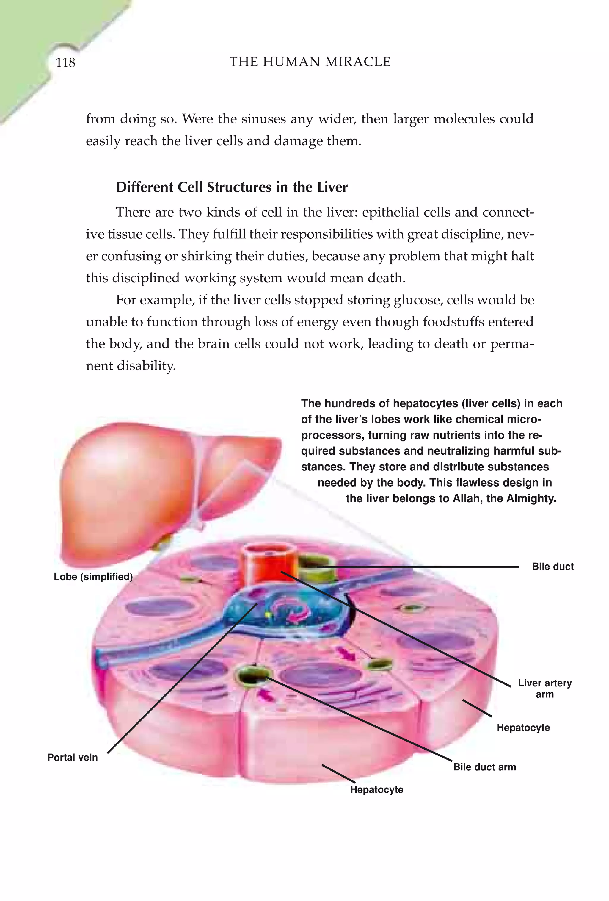 118                             THE HUMAN MIRACLE



        from doing so. Were the sinuses any wider, then larger molecules could
        easily reach the liver cells and damage them.


              Different Cell Structures in the Liver
              There are two kinds of cell in the liver: epithelial cells and connect-
        ive tissue cells. They fulfill their responsibilities with great discipline, nev-
        er confusing or shirking their duties, because any problem that might halt
        this disciplined working system would mean death.
              For example, if the liver cells stopped storing glucose, cells would be
        unable to function through loss of energy even though foodstuffs entered
        the body, and the brain cells could not work, leading to death or perma-
        nent disability.

                                              The hundreds of hepatocytes (liver cells) in each
                                              of the liver’s lobes work like chemical micro-
                                              processors, turning raw nutrients into the re-
                                              quired substances and neutralizing harmful sub-
                                              stances. They store and distribute substances
                                                  needed by the body. This flawless design in
                                                        the liver belongs to Allah, the Almighty.




                                                                                              Bile duct
 Lobe (simplified)




                                                                                           Liver artery
                                                                                               arm


                                                                                    Hepatocyte


Portal vein
                                                                           Bile duct arm

                                                       Hepatocyte
 