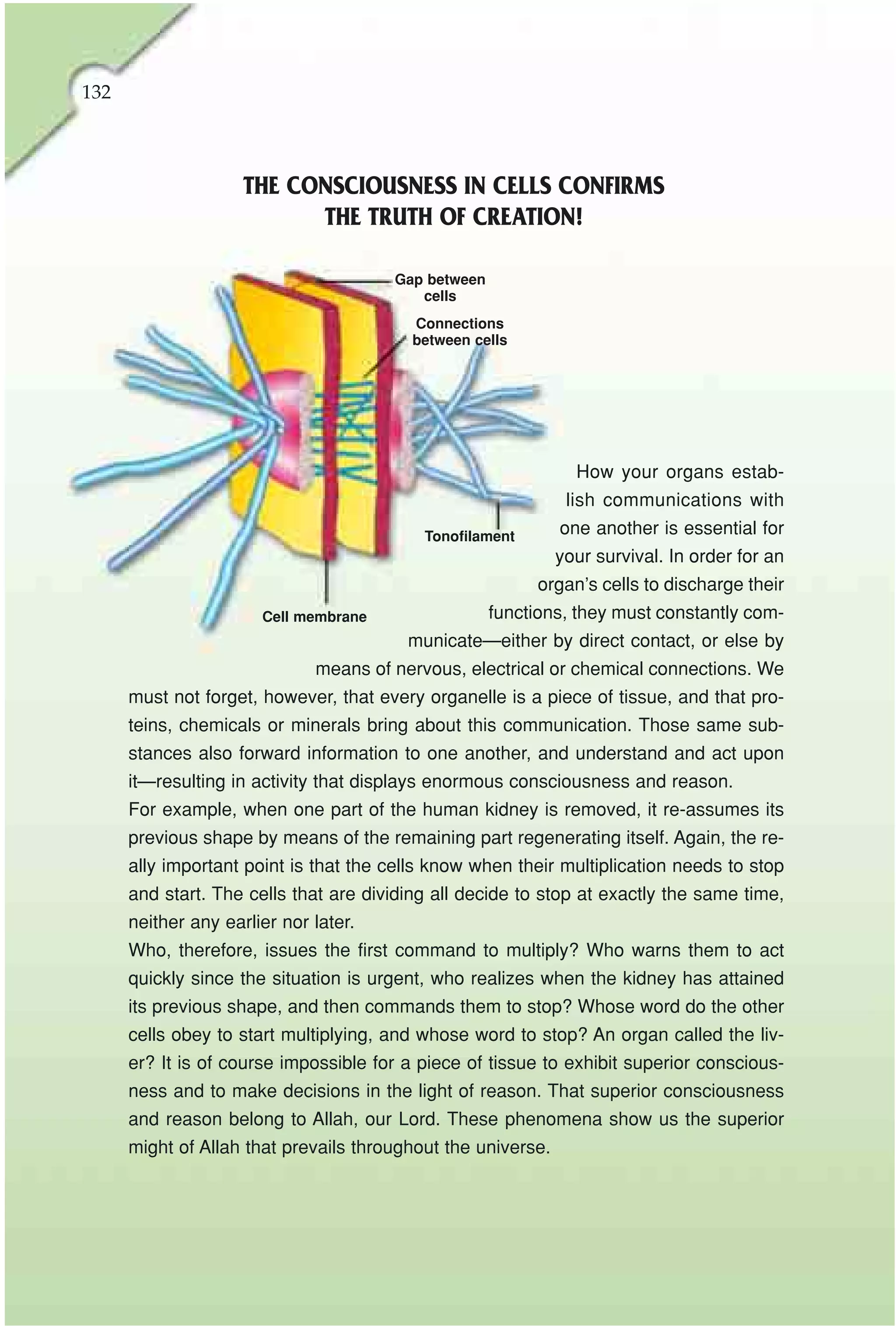 132



                     THE CONSCIOUSNESS IN CELLS CONFIRMS
                           THE TRUTH OF CREATION!

                                       Gap between
                                          cells
                                         Connections
                                         between cells




                                                                How your organs estab-
                                                               lish communications with
                                           Tonofilament       one another is essential for
                                                              your survival. In order for an
                                                          organ’s cells to discharge their
                       Cell membrane                 functions, they must constantly com-
                                         municate—either by direct contact, or else by
                              means of nervous, electrical or chemical connections. We
      must not forget, however, that every organelle is a piece of tissue, and that pro-
      teins, chemicals or minerals bring about this communication. Those same sub-
      stances also forward information to one another, and understand and act upon
      it—resulting in activity that displays enormous consciousness and reason.
      For example, when one part of the human kidney is removed, it re-assumes its
      previous shape by means of the remaining part regenerating itself. Again, the re-
      ally important point is that the cells know when their multiplication needs to stop
      and start. The cells that are dividing all decide to stop at exactly the same time,
      neither any earlier nor later.
      Who, therefore, issues the first command to multiply? Who warns them to act
      quickly since the situation is urgent, who realizes when the kidney has attained
      its previous shape, and then commands them to stop? Whose word do the other
      cells obey to start multiplying, and whose word to stop? An organ called the liv-
      er? It is of course impossible for a piece of tissue to exhibit superior conscious-
      ness and to make decisions in the light of reason. That superior consciousness
      and reason belong to Allah, our Lord. These phenomena show us the superior
      might of Allah that prevails throughout the universe.
 