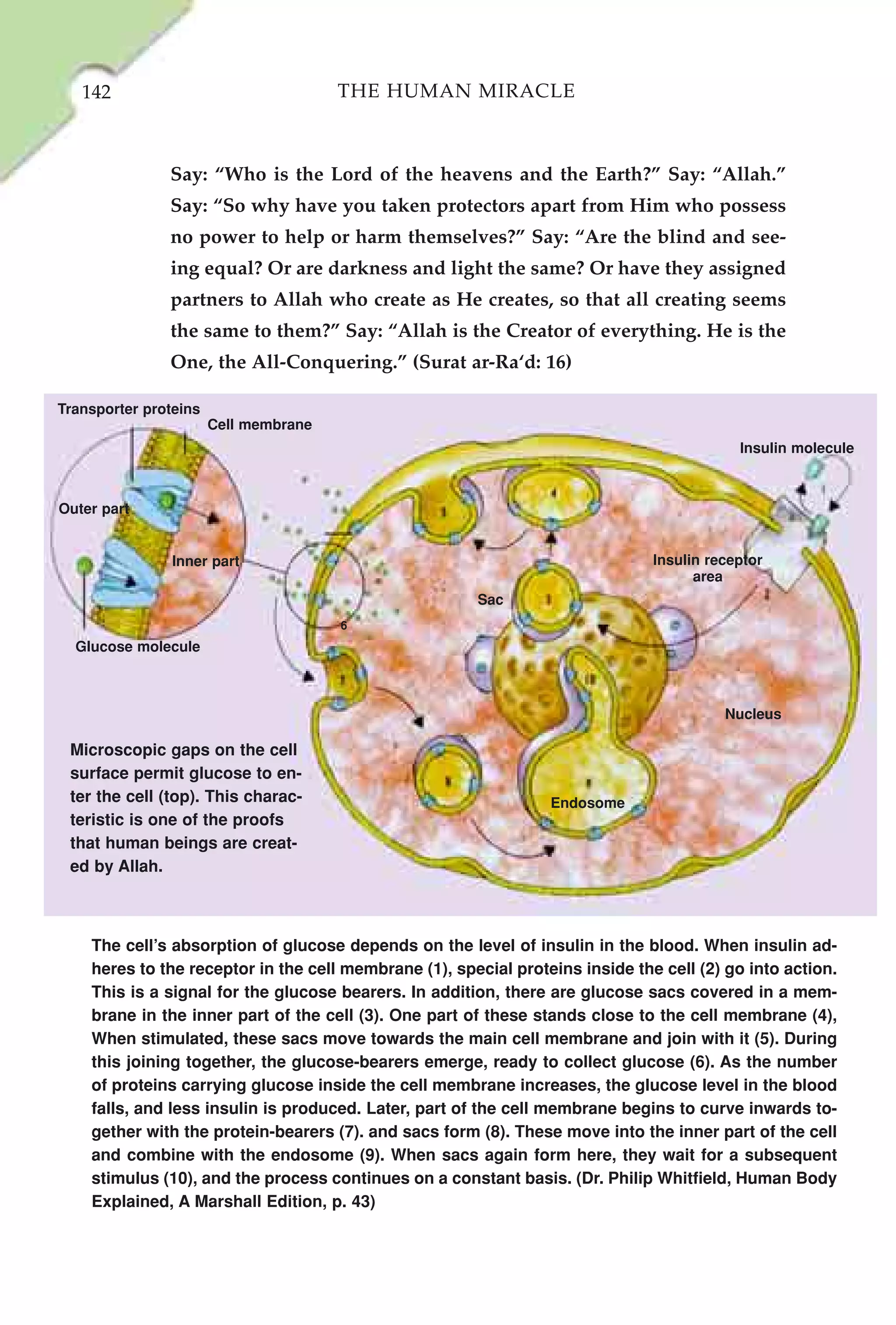 142                                 THE HUMAN MIRACLE



               Say: “Who is the Lord of the heavens and the Earth?” Say: “Allah.”
               Say: “So why have you taken protectors apart from Him who possess
               no power to help or harm themselves?” Say: “Are the blind and see-
               ing equal? Or are darkness and light the same? Or have they assigned
               partners to Allah who create as He creates, so that all creating seems
               the same to them?” Say: “Allah is the Creator of everything. He is the
               One, the All-Conquering.” (Surat ar-Ra‘d: 16)

Transporter proteins
                       Cell membrane
                                                                                           Insulin molecule



Outer part


                Inner part                                                     Insulin receptor
                                                                                     area
                                                       Sac
                                       6
  Glucose molecule



                                                                                         Nucleus

 Microscopic gaps on the cell
 surface permit glucose to en-
 ter the cell (top). This charac-                                Endosome
 teristic is one of the proofs
 that human beings are creat-
 ed by Allah.



    The cell’s absorption of glucose depends on the level of insulin in the blood. When insulin ad-
    heres to the receptor in the cell membrane (1), special proteins inside the cell (2) go into action.
    This is a signal for the glucose bearers. In addition, there are glucose sacs covered in a mem-
    brane in the inner part of the cell (3). One part of these stands close to the cell membrane (4),
    When stimulated, these sacs move towards the main cell membrane and join with it (5). During
    this joining together, the glucose-bearers emerge, ready to collect glucose (6). As the number
    of proteins carrying glucose inside the cell membrane increases, the glucose level in the blood
    falls, and less insulin is produced. Later, part of the cell membrane begins to curve inwards to-
    gether with the protein-bearers (7). and sacs form (8). These move into the inner part of the cell
    and combine with the endosome (9). When sacs again form here, they wait for a subsequent
    stimulus (10), and the process continues on a constant basis. (Dr. Philip Whitfield, Human Body
    Explained, A Marshall Edition, p. 43)
 