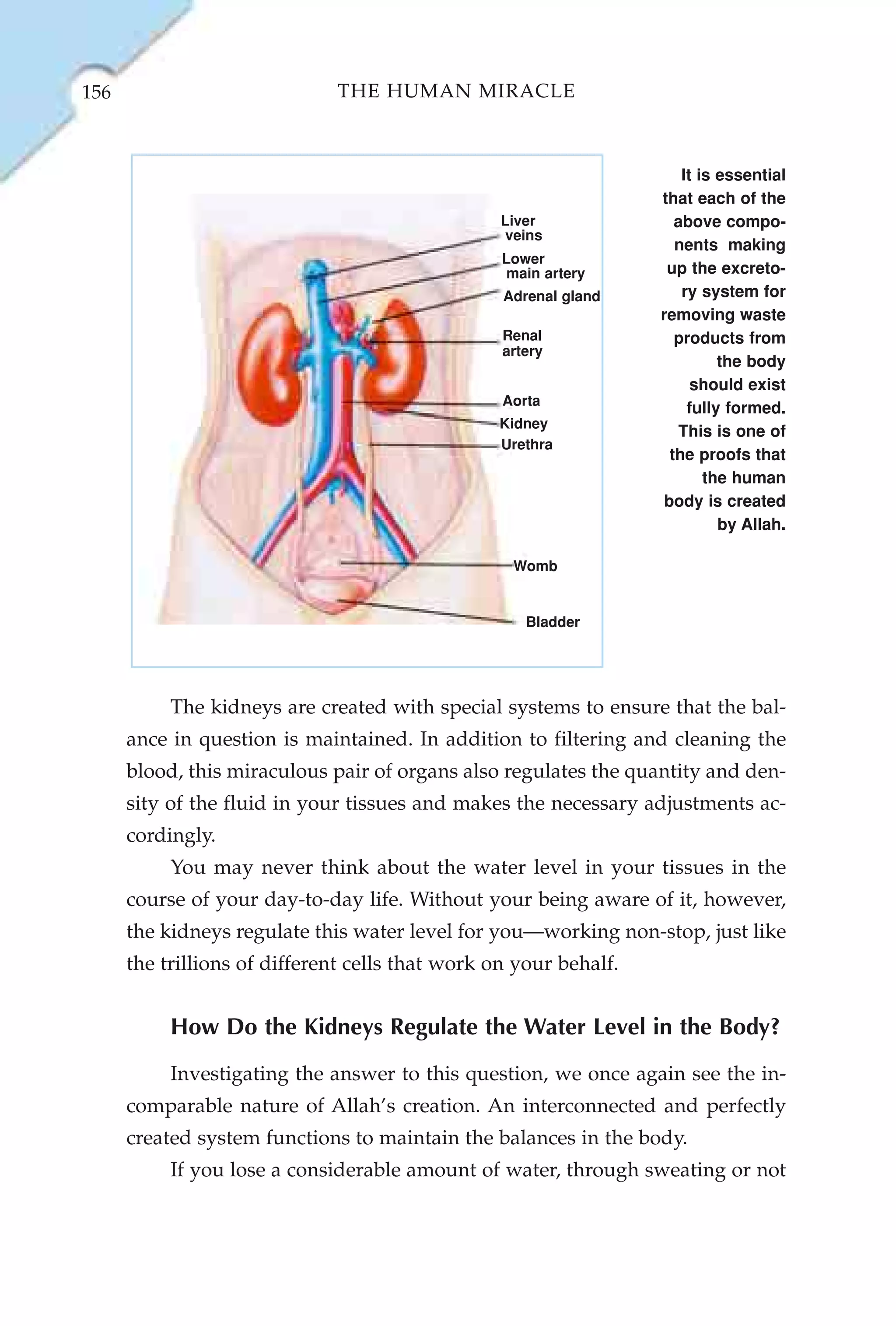156                           THE HUMAN MIRACLE



                                                                      It is essential
                                                                   that each of the
                                                  Liver              above compo-
                                                   veins
                                                                     nents making
                                                  Lower
                                                   main artery      up the excreto-
                                                  Adrenal gland       ry system for
                                                                   removing waste
                                                  Renal              products from
                                                  artery
                                                                            the body
                                                                        should exist
                                                  Aorta
                                                                       fully formed.
                                                 Kidney
                                                                      This is one of
                                                 Urethra
                                                                    the proofs that
                                                                          the human
                                                                   body is created
                                                                            by Allah.

                                                   Womb


                                                     Bladder




           The kidneys are created with special systems to ensure that the bal-
      ance in question is maintained. In addition to filtering and cleaning the
      blood, this miraculous pair of organs also regulates the quantity and den-
      sity of the fluid in your tissues and makes the necessary adjustments ac-
      cordingly.
           You may never think about the water level in your tissues in the
      course of your day-to-day life. Without your being aware of it, however,
      the kidneys regulate this water level for you—working non-stop, just like
      the trillions of different cells that work on your behalf.


           How Do the Kidneys Regulate the Water Level in the Body?
           Investigating the answer to this question, we once again see the in-
      comparable nature of Allah’s creation. An interconnected and perfectly
      created system functions to maintain the balances in the body.
           If you lose a considerable amount of water, through sweating or not
 