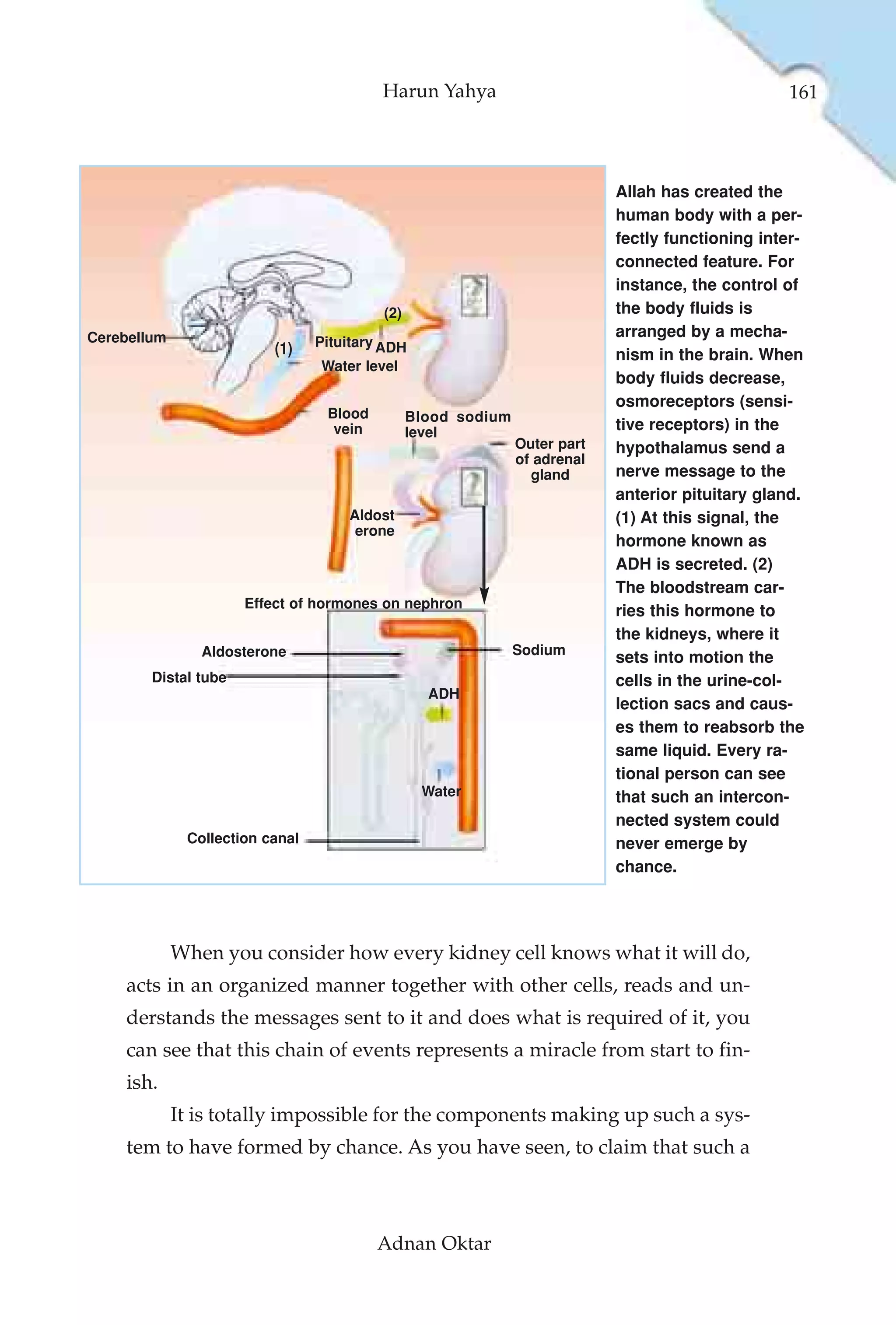Harun Yahya                                             161




                                                                            Allah has created the
                                                                            human body with a per-
                                                                            fectly functioning inter-
                                                                            connected feature. For
                                                                            instance, the control of
                                          (2)                               the body fluids is
Cerebellum                                                                  arranged by a mecha-
                          (1)    Pituitary ADH
                                                                            nism in the brain. When
                                 Water level
                                                                            body fluids decrease,
                                                                            osmoreceptors (sensi-
                                  Blood         Blood sodium
                                   vein         level                       tive receptors) in the
                                                               Outer part   hypothalamus send a
                                                               of adrenal
                                                                 gland      nerve message to the
                                                                            anterior pituitary gland.
                                     Aldost                                 (1) At this signal, the
                                      erone
                                                                            hormone known as
                                                                            ADH is secreted. (2)
                                                                            The bloodstream car-
                      Effect of hormones on nephron
                                                                            ries this hormone to
                                                                            the kidneys, where it
                Aldosterone                                    Sodium
                                                                            sets into motion the
        Distal tube                                                         cells in the urine-col-
                                                  ADH
                                                                            lection sacs and caus-
                                                                            es them to reabsorb the
                                                                            same liquid. Every ra-
                                                                            tional person can see
                                                 Water                      that such an intercon-
                                                                            nected system could
              Collection canal                                              never emerge by
                                                                            chance.




             When you consider how every kidney cell knows what it will do,
    acts in an organized manner together with other cells, reads and un-
    derstands the messages sent to it and does what is required of it, you
    can see that this chain of events represents a miracle from start to fin-
    ish.
             It is totally impossible for the components making up such a sys-
    tem to have formed by chance. As you have seen, to claim that such a



                                          Adnan Oktar
 