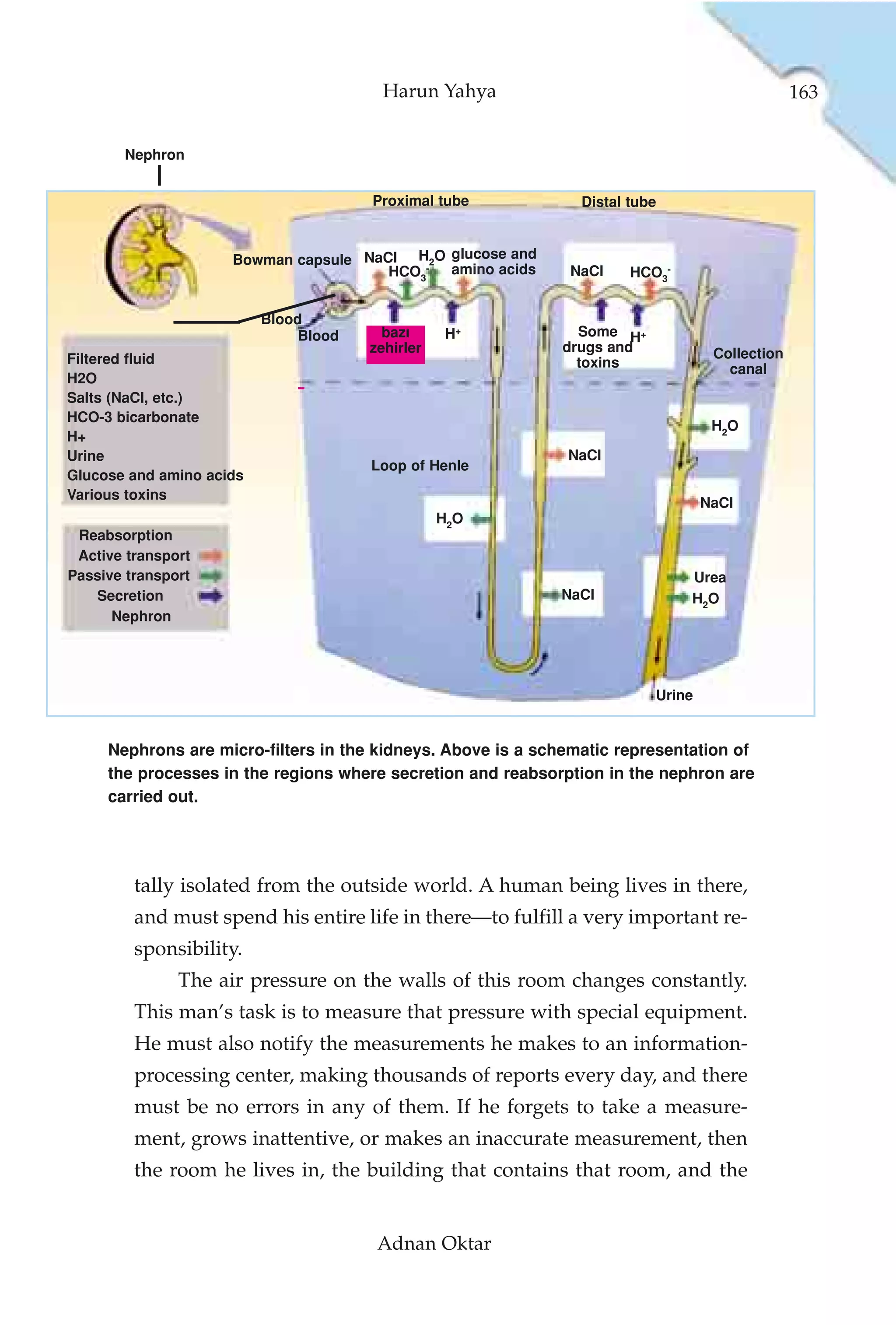Harun Yahya                                            163


       Nephron


                                       Proximal tube            Distal tube


                     Bowman capsule NaCI H2O glucose and
                                       HCO3- amino acids      NaCI     HCO3-


                          Blood
                               Blood     baz›     H+           Some H+
                                       zehirler              drugs and             Collection
Filtered fluid                                                 toxins                canal
H2O
Salts (NaCl, etc.)
HCO-3 bicarbonate
                                                                                   H2O
H+
Urine                                                         NaCI
                                       Loop of Henle
Glucose and amino acids
Various toxins
                                                                                  NaCI
                                                  H2O
 Reabsorption
 Active transport
Passive transport                                                              Urea
   Secretion                                                 NaCI              H2O
      Nephron




                                                                          Urine


     Nephrons are micro-filters in the kidneys. Above is a schematic representation of
     the processes in the regions where secretion and reabsorption in the nephron are
     carried out.




         tally isolated from the outside world. A human being lives in there,
         and must spend his entire life in there—to fulfill a very important re-
         sponsibility.
               The air pressure on the walls of this room changes constantly.
         This man’s task is to measure that pressure with special equipment.
         He must also notify the measurements he makes to an information-
         processing center, making thousands of reports every day, and there
         must be no errors in any of them. If he forgets to take a measure-
         ment, grows inattentive, or makes an inaccurate measurement, then
         the room he lives in, the building that contains that room, and the


                                        Adnan Oktar
 