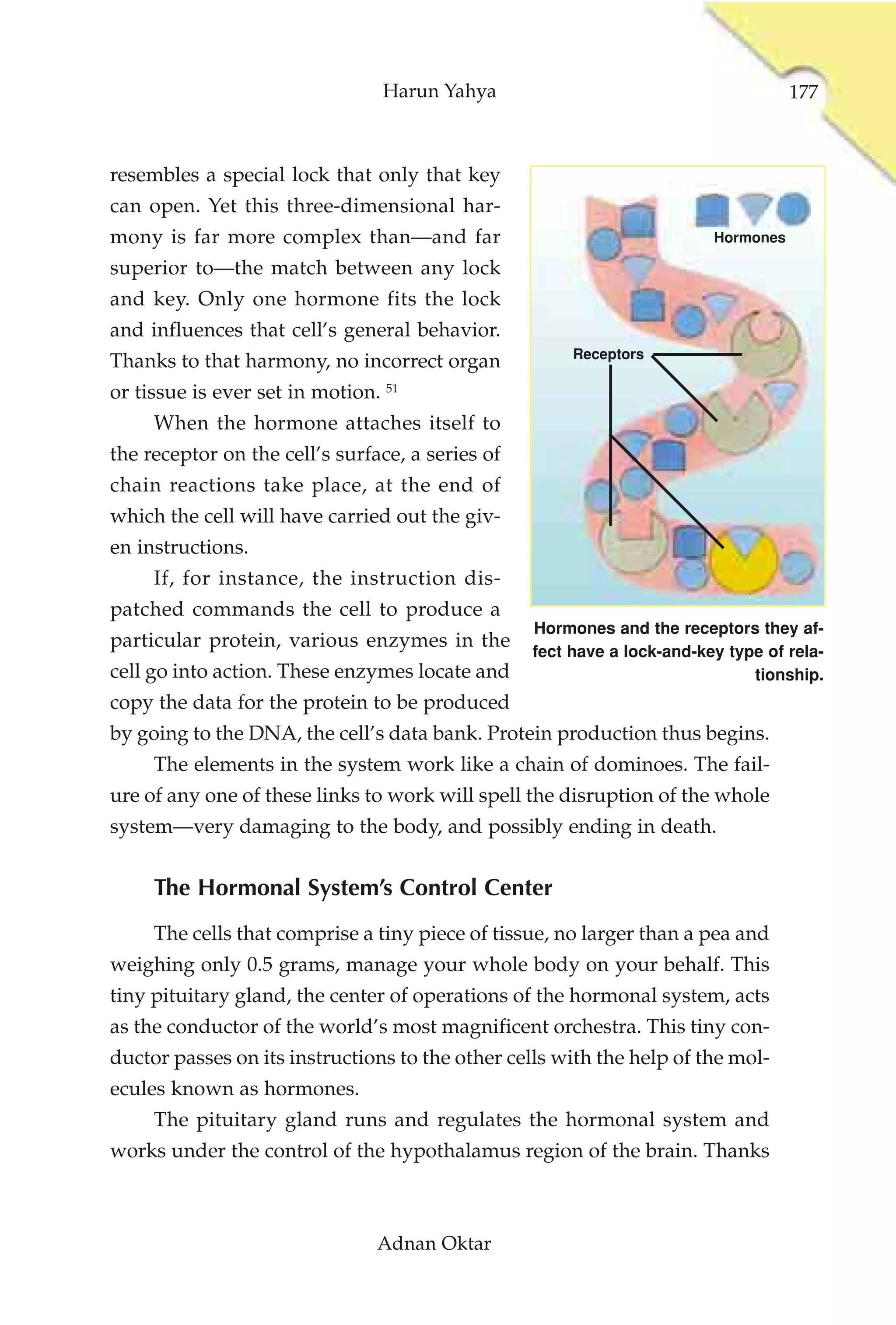 Harun Yahya                                        177



resembles a special lock that only that key
can open. Yet this three-dimensional har-
mony is far more complex than—and far                                    Hormones

superior to—the match between any lock
and key. Only one hormone fits the lock
and influences that cell’s general behavior.
                                                       Receptors
Thanks to that harmony, no incorrect organ
or tissue is ever set in motion. 51
     When the hormone attaches itself to
the receptor on the cell’s surface, a series of
chain reactions take place, at the end of
which the cell will have carried out the giv-
en instructions.
     If, for instance, the instruction dis-
patched commands the cell to produce a
                                                  Hormones and the receptors they af-
particular protein, various enzymes in the
                                                  fect have a lock-and-key type of rela-
cell go into action. These enzymes locate and                                 tionship.
copy the data for the protein to be produced
by going to the DNA, the cell’s data bank. Protein production thus begins.
     The elements in the system work like a chain of dominoes. The fail-
ure of any one of these links to work will spell the disruption of the whole
system—very damaging to the body, and possibly ending in death.


     The Hormonal System’s Control Center
     The cells that comprise a tiny piece of tissue, no larger than a pea and
weighing only 0.5 grams, manage your whole body on your behalf. This
tiny pituitary gland, the center of operations of the hormonal system, acts
as the conductor of the world’s most magnificent orchestra. This tiny con-
ductor passes on its instructions to the other cells with the help of the mol-
ecules known as hormones.
     The pituitary gland runs and regulates the hormonal system and
works under the control of the hypothalamus region of the brain. Thanks



                                Adnan Oktar
 