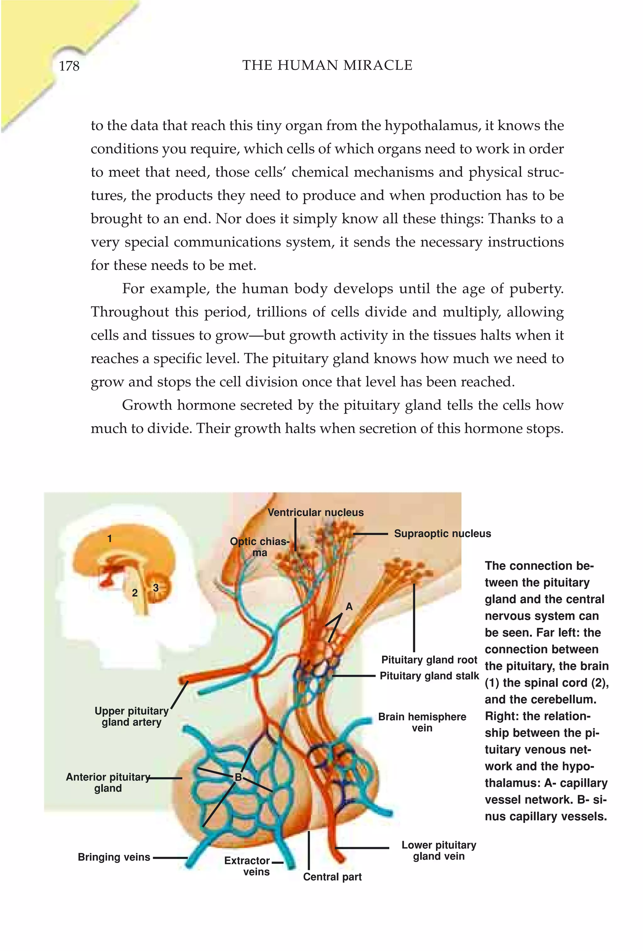178                              THE HUMAN MIRACLE



      to the data that reach this tiny organ from the hypothalamus, it knows the
      conditions you require, which cells of which organs need to work in order
      to meet that need, those cells’ chemical mechanisms and physical struc-
      tures, the products they need to produce and when production has to be
      brought to an end. Nor does it simply know all these things: Thanks to a
      very special communications system, it sends the necessary instructions
      for these needs to be met.
            For example, the human body develops until the age of puberty.
      Throughout this period, trillions of cells divide and multiply, allowing
      cells and tissues to grow—but growth activity in the tissues halts when it
      reaches a specific level. The pituitary gland knows how much we need to
      grow and stops the cell division once that level has been reached.
            Growth hormone secreted by the pituitary gland tells the cells how
      much to divide. Their growth halts when secretion of this hormone stops.




                                   Ventricular nucleus

        1                                                    Supraoptic nucleus
                            Optic chias-
                                ma
                                                                                The connection be-
                     3                                                          tween the pituitary
              2
                                                                                gland and the central
                                                   A
                                                                                nervous system can
                                                                                be seen. Far left: the
                                                                                connection between
                                                          Pituitary gland root
                                                                                the pituitary, the brain
                                                          Pituitary gland stalk
                                                                                (1) the spinal cord (2),
                                                                                and the cerebellum.
      Upper pituitary
       gland artery
                                                          Brain hemisphere      Right: the relation-
                                                                 vein
                                                                                ship between the pi-
                                                                                tuitary venous net-
                                                                                work and the hypo-
Anterior pituitary           B
     gland                                                                      thalamus: A- capillary
                                                                                vessel network. B- si-
                                                                                nus capillary vessels.

                                                              Lower pituitary
  Bringing veins           Extractor                            gland vein
                               veins       Central part
 