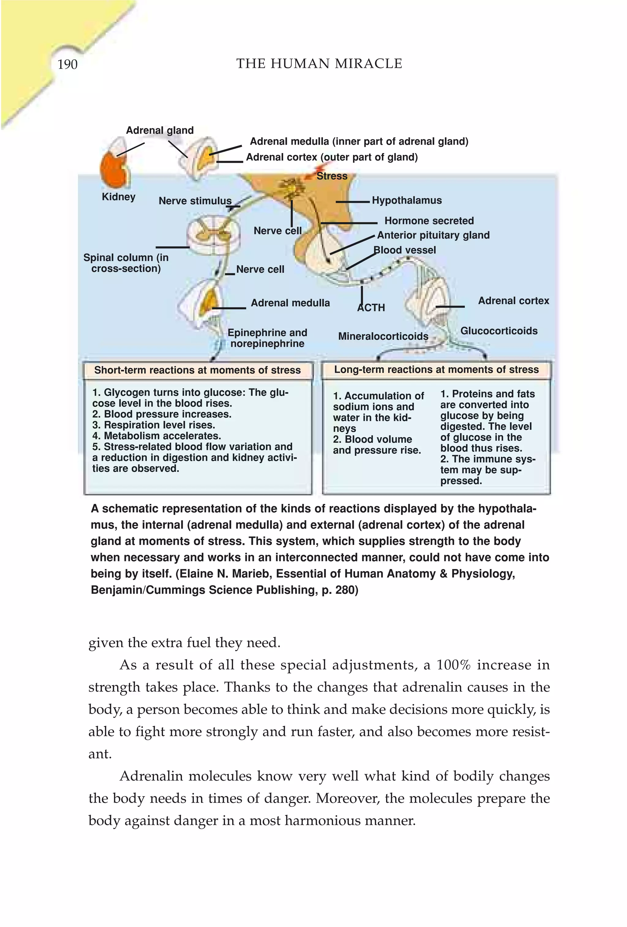 190                                  THE HUMAN MIRACLE



              Adrenal gland
                                        Adrenal medulla (inner part of adrenal gland)
                                       Adrenal cortex (outer part of gland)
                                                     Stress

         Kidney     Nerve stimulus                               Hypothalamus

                                                                   Hormone secreted
                                        Nerve cell                Anterior pituitary gland
                                                                 Blood vessel
      Spinal column (in
       cross-section)                Nerve cell


                                        Adrenal medulla                                 Adrenal cortex
                                                              ACTH

                                   Epinephrine and                                  Glucocorticoids
                                                           Mineralocorticoids
                                   norepinephrine

        Short-term reactions at moments of stress         Long-term reactions at moments of stress

       1. Glycogen turns into glucose: The glu-           1. Accumulation of    1. Proteins and fats
       cose level in the blood rises.                     sodium ions and       are converted into
       2. Blood pressure increases.                       water in the kid-     glucose by being
       3. Respiration level rises.                        neys                  digested. The level
       4. Metabolism accelerates.                         2. Blood volume       of glucose in the
       5. Stress-related blood flow variation and         and pressure rise.    blood thus rises.
       a reduction in digestion and kidney activi-                              2. The immune sys-
       ties are observed.                                                       tem may be sup-
                                                                                pressed.

       A schematic representation of the kinds of reactions displayed by the hypothala-
       mus, the internal (adrenal medulla) and external (adrenal cortex) of the adrenal
       gland at moments of stress. This system, which supplies strength to the body
       when necessary and works in an interconnected manner, could not have come into
       being by itself. (Elaine N. Marieb, Essential of Human Anatomy & Physiology,
       Benjamin/Cummings Science Publishing, p. 280)



      given the extra fuel they need.
             As a result of all these special adjustments, a 100% increase in
      strength takes place. Thanks to the changes that adrenalin causes in the
      body, a person becomes able to think and make decisions more quickly, is
      able to fight more strongly and run faster, and also becomes more resist-
      ant.
             Adrenalin molecules know very well what kind of bodily changes
      the body needs in times of danger. Moreover, the molecules prepare the
      body against danger in a most harmonious manner.
 