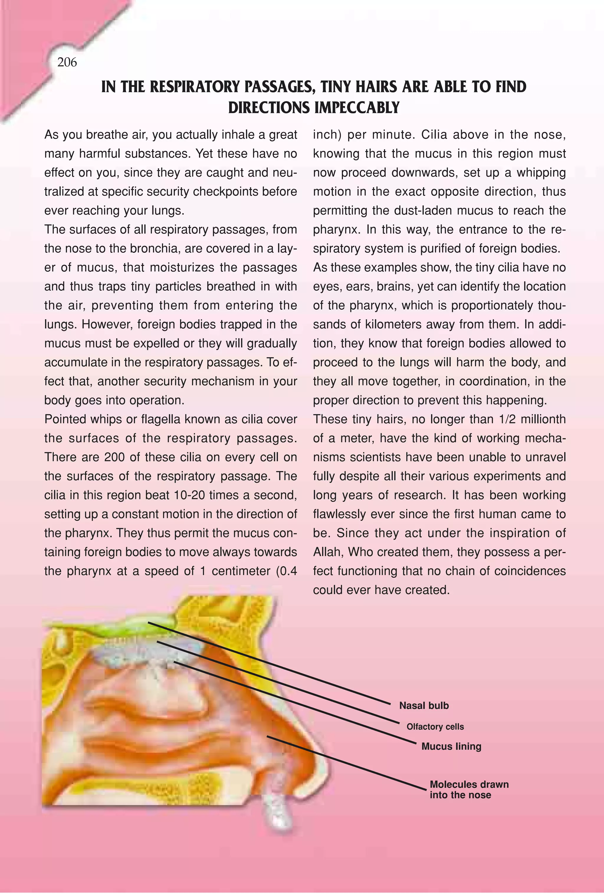 206
          IN THE RESPIRATORY PASSAGES, TINY HAIRS ARE ABLE TO FIND
                           DIRECTIONS IMPECCABLY
As you breathe air, you actually inhale a great    inch) per minute. Cilia above in the nose,
many harmful substances. Yet these have no         knowing that the mucus in this region must
effect on you, since they are caught and neu-      now proceed downwards, set up a whipping
tralized at specific security checkpoints before   motion in the exact opposite direction, thus
ever reaching your lungs.                          permitting the dust-laden mucus to reach the
The surfaces of all respiratory passages, from     pharynx. In this way, the entrance to the re-
the nose to the bronchia, are covered in a lay-    spiratory system is purified of foreign bodies.
er of mucus, that moisturizes the passages         As these examples show, the tiny cilia have no
and thus traps tiny particles breathed in with     eyes, ears, brains, yet can identify the location
the air, preventing them from entering the         of the pharynx, which is proportionately thou-
lungs. However, foreign bodies trapped in the      sands of kilometers away from them. In addi-
mucus must be expelled or they will gradually      tion, they know that foreign bodies allowed to
accumulate in the respiratory passages. To ef-     proceed to the lungs will harm the body, and
fect that, another security mechanism in your      they all move together, in coordination, in the
body goes into operation.                          proper direction to prevent this happening.
Pointed whips or flagella known as cilia cover     These tiny hairs, no longer than 1/2 millionth
the surfaces of the respiratory passages.          of a meter, have the kind of working mecha-
There are 200 of these cilia on every cell on      nisms scientists have been unable to unravel
the surfaces of the respiratory passage. The       fully despite all their various experiments and
cilia in this region beat 10-20 times a second,    long years of research. It has been working
setting up a constant motion in the direction of   flawlessly ever since the first human came to
the pharynx. They thus permit the mucus con-       be. Since they act under the inspiration of
taining foreign bodies to move always towards      Allah, Who created them, they possess a per-
the pharynx at a speed of 1 centimeter (0.4        fect functioning that no chain of coincidences
                                                   could ever have created.




                                                                   Nasal bulb

                                                                     Olfactory cells

                                                                        Mucus lining


                                                                           Molecules drawn
                                                                           into the nose
 