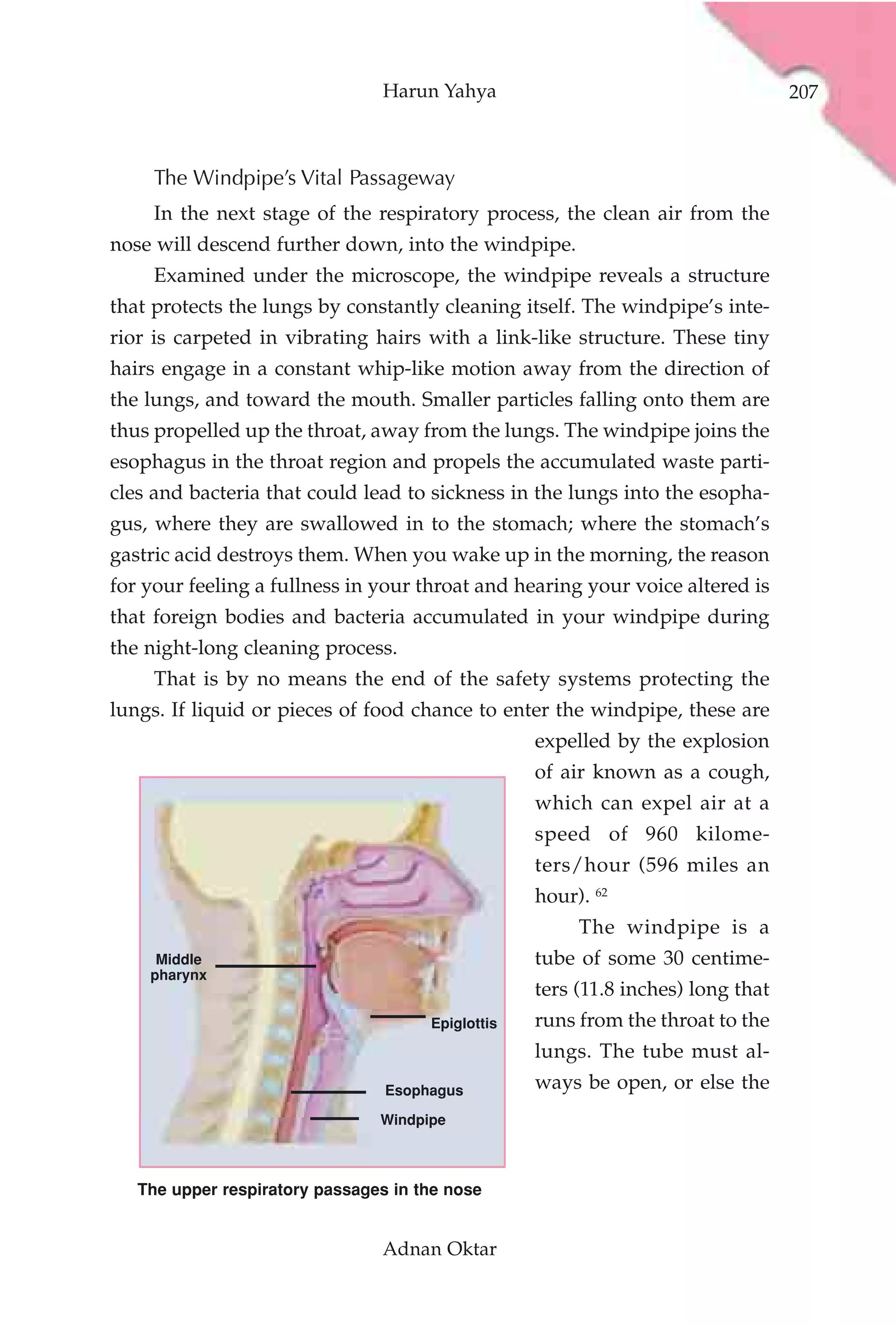 Harun Yahya                                       207



     The Windpipe’s Vital Passageway
     In the next stage of the respiratory process, the clean air from the
nose will descend further down, into the windpipe.
     Examined under the microscope, the windpipe reveals a structure
that protects the lungs by constantly cleaning itself. The windpipe’s inte-
rior is carpeted in vibrating hairs with a link-like structure. These tiny
hairs engage in a constant whip-like motion away from the direction of
the lungs, and toward the mouth. Smaller particles falling onto them are
thus propelled up the throat, away from the lungs. The windpipe joins the
esophagus in the throat region and propels the accumulated waste parti-
cles and bacteria that could lead to sickness in the lungs into the esopha-
gus, where they are swallowed in to the stomach; where the stomach’s
gastric acid destroys them. When you wake up in the morning, the reason
for your feeling a fullness in your throat and hearing your voice altered is
that foreign bodies and bacteria accumulated in your windpipe during
the night-long cleaning process.
     That is by no means the end of the safety systems protecting the
lungs. If liquid or pieces of food chance to enter the windpipe, these are
                                                   expelled by the explosion
                                                   of air known as a cough,
                                                   which can expel air at a
                                                   speed of 960 kilome-
                                                   ters/hour (596 miles an
                                                   hour). 62
                                                        The windpipe is a
     Middle                                        tube of some 30 centime-
    pharynx
                                                   ters (11.8 inches) long that
                                      Epiglottis   runs from the throat to the
                                                   lungs. The tube must al-
                                 Esophagus         ways be open, or else the
                                Windpipe



   The upper respiratory passages in the nose


                                Adnan Oktar
 