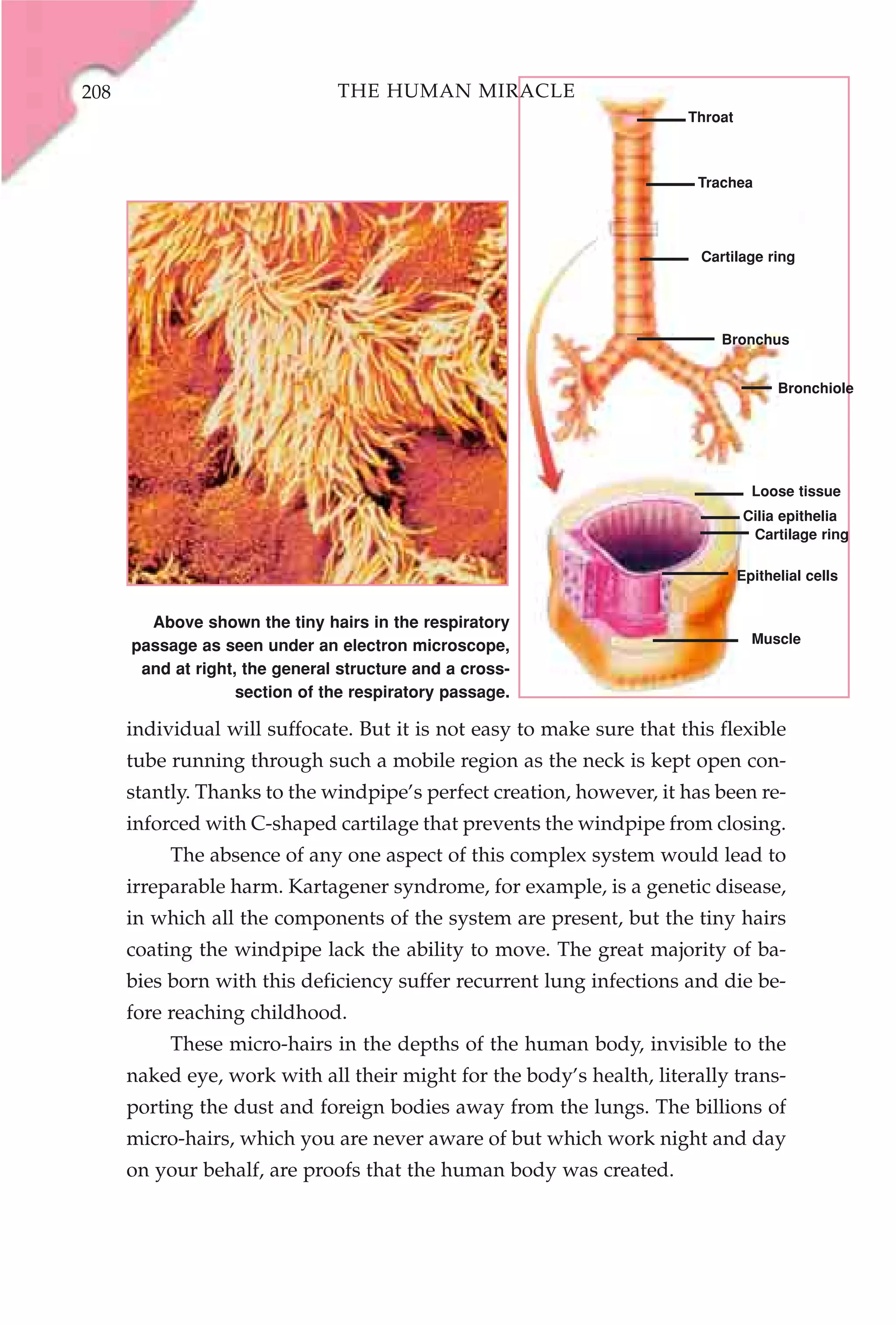 208                             THE HUMAN MIRACLE
                                                                       Throat



                                                                        Trachea




                                                                         Cartilage ring




                                                                            Bronchus


                                                                                      Bronchiole




                                                                                  Loose tissue
                                                                                Cilia epithelia
                                                                                 Cartilage ring

                                                                                Epithelial cells


        Above shown the tiny hairs in the respiratory
      passage as seen under an electron microscope,                               Muscle

       and at right, the general structure and a cross-
                    section of the respiratory passage.

      individual will suffocate. But it is not easy to make sure that this flexible
      tube running through such a mobile region as the neck is kept open con-
      stantly. Thanks to the windpipe’s perfect creation, however, it has been re-
      inforced with C-shaped cartilage that prevents the windpipe from closing.
           The absence of any one aspect of this complex system would lead to
      irreparable harm. Kartagener syndrome, for example, is a genetic disease,
      in which all the components of the system are present, but the tiny hairs
      coating the windpipe lack the ability to move. The great majority of ba-
      bies born with this deficiency suffer recurrent lung infections and die be-
      fore reaching childhood.
           These micro-hairs in the depths of the human body, invisible to the
      naked eye, work with all their might for the body’s health, literally trans-
      porting the dust and foreign bodies away from the lungs. The billions of
      micro-hairs, which you are never aware of but which work night and day
      on your behalf, are proofs that the human body was created.
 