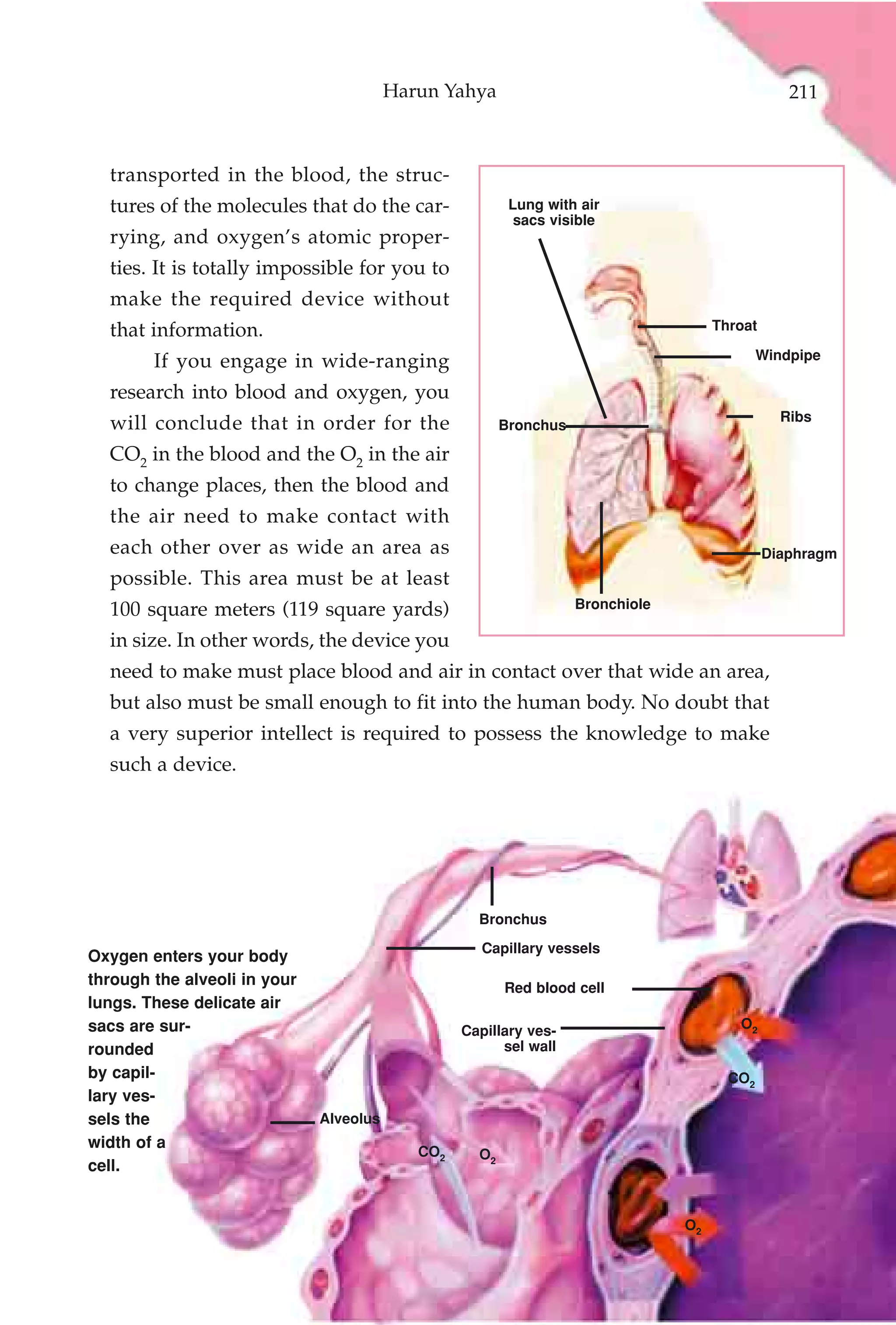 Harun Yahya                                              211



  transported in the blood, the struc-
  tures of the molecules that do the car-                 Lung with air
                                                           sacs visible
  rying, and oxygen’s atomic proper-
  ties. It is totally impossible for you to
  make the required device without
  that information.                                                                   Throat

        If you engage in wide-ranging                                                         Windpipe

  research into blood and oxygen, you
                                                                                                 Ribs
  will conclude that in order for the                    Bronchus

  CO2 in the blood and the O2 in the air
  to change places, then the blood and
  the air need to make contact with
  each other over as wide an area as                                                           Diaphragm
  possible. This area must be at least
  100 square meters (119 square yards)                              Bronchiole

  in size. In other words, the device you
  need to make must place blood and air in contact over that wide an area,
  but also must be small enough to fit into the human body. No doubt that
  a very superior intellect is required to possess the knowledge to make
  such a device.




                                                    Bronchus
                                                     Capillary vessels
Oxygen enters your body
through the alveoli in your                              Red blood cell
lungs. These delicate air
sacs are sur-                                     Capillary ves-                         O2
rounded                                                 sel wall
by capil-                                                                               CO2
lary ves-
sels the                      Alveolus
width of a
                                            CO2     O2
cell.


                                                                                 O2
 