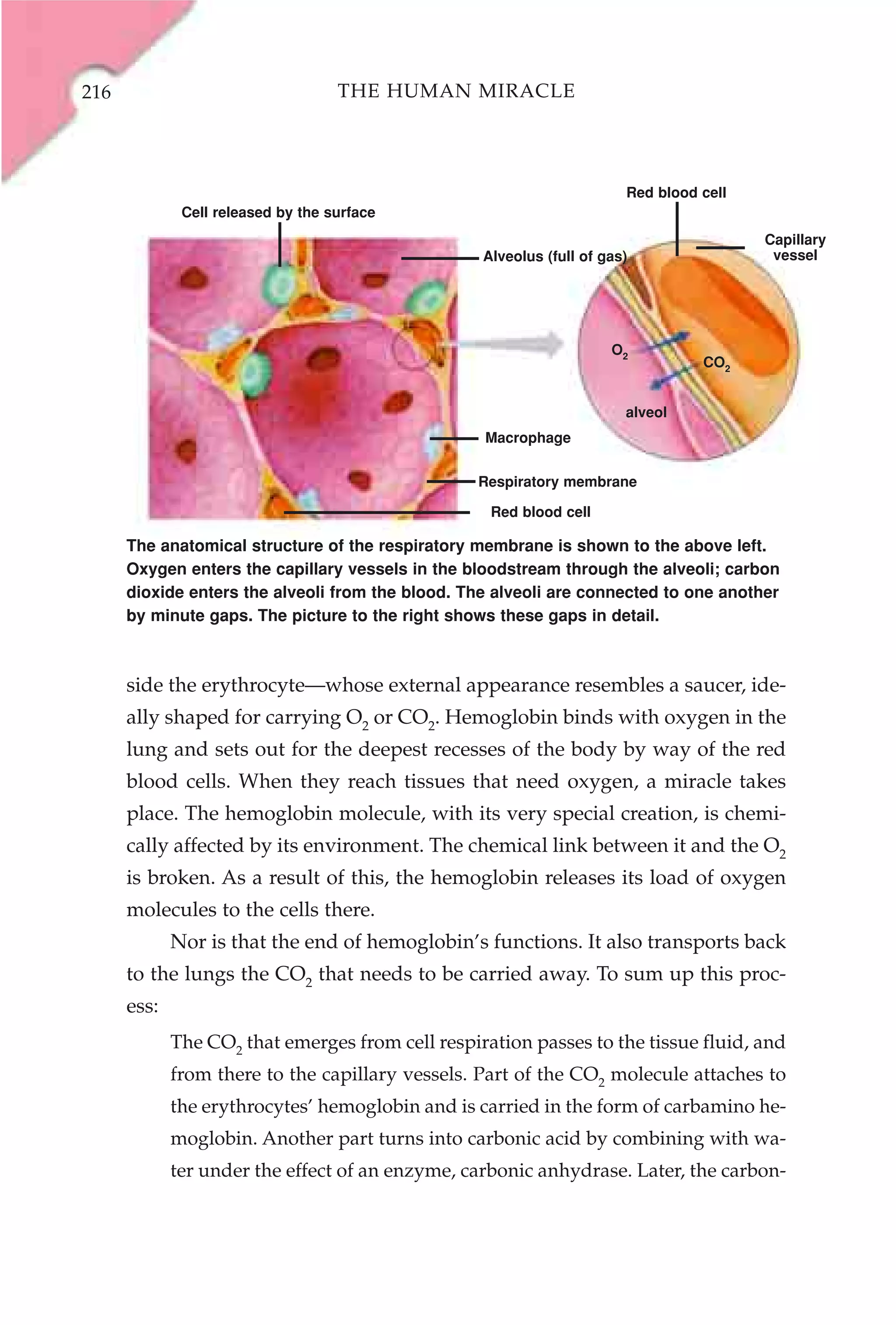 216                                 THE HUMAN MIRACLE




                                                                        Red blood cell
              Cell released by the surface
                                                                                         Capillary
                                                   Alveolus (full of gas)                 vessel




                                                                      O2
                                                                                  CO2


                                                                        alveol
                                                   Macrophage


                                                  Respiratory membrane

                                                    Red blood cell

      The anatomical structure of the respiratory membrane is shown to the above left.
      Oxygen enters the capillary vessels in the bloodstream through the alveoli; carbon
      dioxide enters the alveoli from the blood. The alveoli are connected to one another
      by minute gaps. The picture to the right shows these gaps in detail.



      side the erythrocyte—whose external appearance resembles a saucer, ide-
      ally shaped for carrying O2 or CO2. Hemoglobin binds with oxygen in the
      lung and sets out for the deepest recesses of the body by way of the red
      blood cells. When they reach tissues that need oxygen, a miracle takes
      place. The hemoglobin molecule, with its very special creation, is chemi-
      cally affected by its environment. The chemical link between it and the O2
      is broken. As a result of this, the hemoglobin releases its load of oxygen
      molecules to the cells there.
             Nor is that the end of hemoglobin’s functions. It also transports back
      to the lungs the CO2 that needs to be carried away. To sum up this proc-
      ess:
             The CO2 that emerges from cell respiration passes to the tissue fluid, and
             from there to the capillary vessels. Part of the CO2 molecule attaches to
             the erythrocytes’ hemoglobin and is carried in the form of carbamino he-
             moglobin. Another part turns into carbonic acid by combining with wa-
             ter under the effect of an enzyme, carbonic anhydrase. Later, the carbon-
 