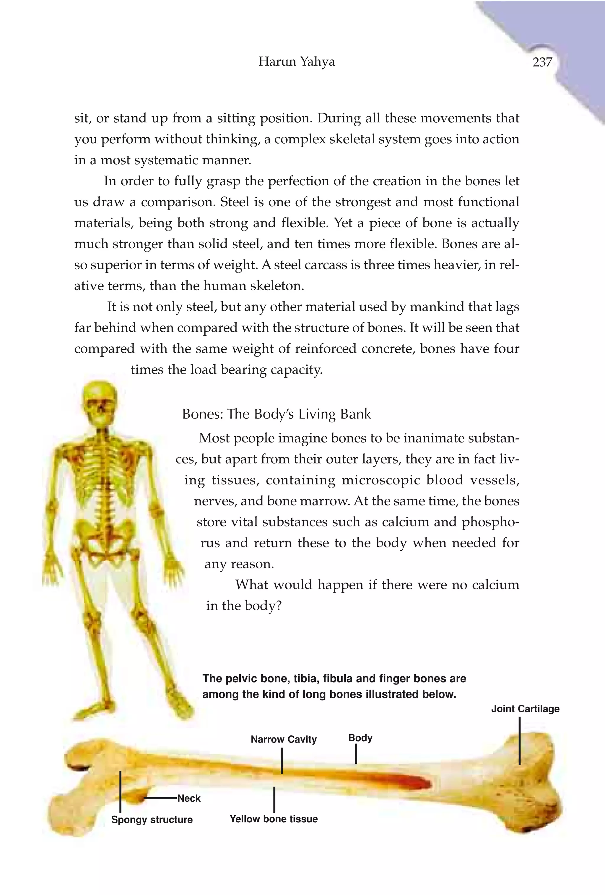 Harun Yahya                                          237



sit, or stand up from a sitting position. During all these movements that
you perform without thinking, a complex skeletal system goes into action
in a most systematic manner.
     In order to fully grasp the perfection of the creation in the bones let
us draw a comparison. Steel is one of the strongest and most functional
materials, being both strong and flexible. Yet a piece of bone is actually
much stronger than solid steel, and ten times more flexible. Bones are al-
so superior in terms of weight. A steel carcass is three times heavier, in rel-
ative terms, than the human skeleton.
     It is not only steel, but any other material used by mankind that lags
far behind when compared with the structure of bones. It will be seen that
compared with the same weight of reinforced concrete, bones have four
          times the load bearing capacity.


                   Bones: The Body’s Living Bank
                         Most people imagine bones to be inanimate substan-
                  ces, but apart from their outer layers, they are in fact liv-
                    ing tissues, containing microscopic blood vessels,
                         nerves, and bone marrow. At the same time, the bones
                         store vital substances such as calcium and phospho-
                          rus and return these to the body when needed for
                          any reason.
                                What would happen if there were no calcium
                          in the body?




                          The pelvic bone, tibia, fibula and finger bones are
                          among the kind of long bones illustrated below.
                                                                                Joint Cartilage


                                   Narrow Cavity      Body




                  Neck

      Spongy structure         Yellow bone tissue
 