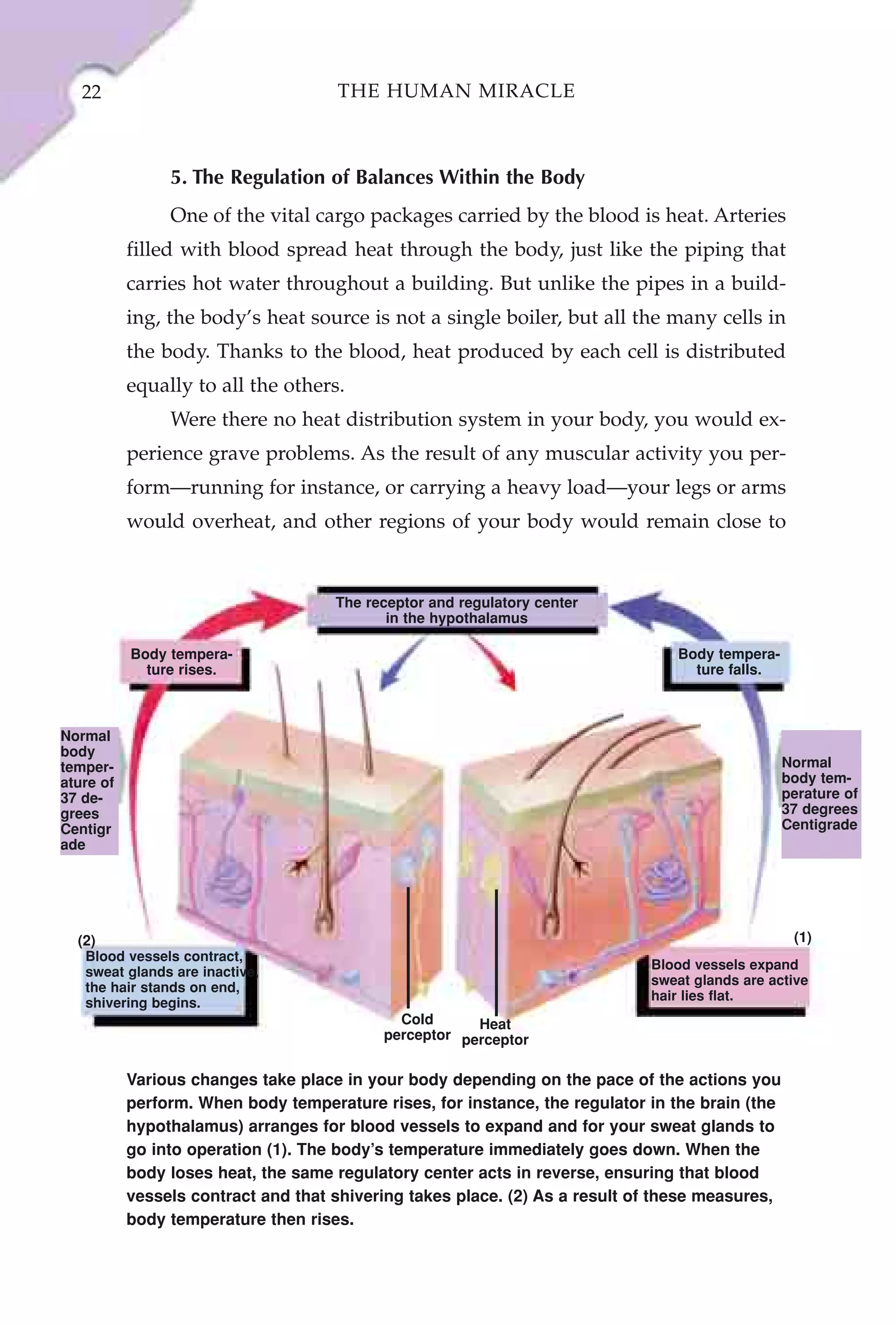 22                                THE HUMAN MIRACLE



                5. The Regulation of Balances Within the Body
                One of the vital cargo packages carried by the blood is heat. Arteries
           filled with blood spread heat through the body, just like the piping that
           carries hot water throughout a building. But unlike the pipes in a build-
           ing, the body’s heat source is not a single boiler, but all the many cells in
           the body. Thanks to the blood, heat produced by each cell is distributed
           equally to all the others.
                Were there no heat distribution system in your body, you would ex-
           perience grave problems. As the result of any muscular activity you per-
           form—running for instance, or carrying a heavy load—your legs or arms
           would overheat, and other regions of your body would remain close to


                                     The receptor and regulatory center
                                            in the hypothalamus

           Body tempera-                                                        Body tempera-
             ture rises.                                                          ture falls.



Normal
body
temper-                                                                                          Normal
ature of                                                                                         body tem-
37 de-                                                                                           perature of
grees                                                                                            37 degrees
Centigr                                                                                          Centigrade
ade




  (2)                                                                                             (1)
   Blood vessels contract,
                                                                             Blood vessels expand
   sweat glands are inactive,
                                                                             sweat glands are active
   the hair stands on end,
                                                                             hair lies flat.
   shivering begins.
                                             Cold      Heat
                                           perceptor perceptor


           Various changes take place in your body depending on the pace of the actions you
           perform. When body temperature rises, for instance, the regulator in the brain (the
           hypothalamus) arranges for blood vessels to expand and for your sweat glands to
           go into operation (1). The body’s temperature immediately goes down. When the
           body loses heat, the same regulatory center acts in reverse, ensuring that blood
           vessels contract and that shivering takes place. (2) As a result of these measures,
           body temperature then rises.
 