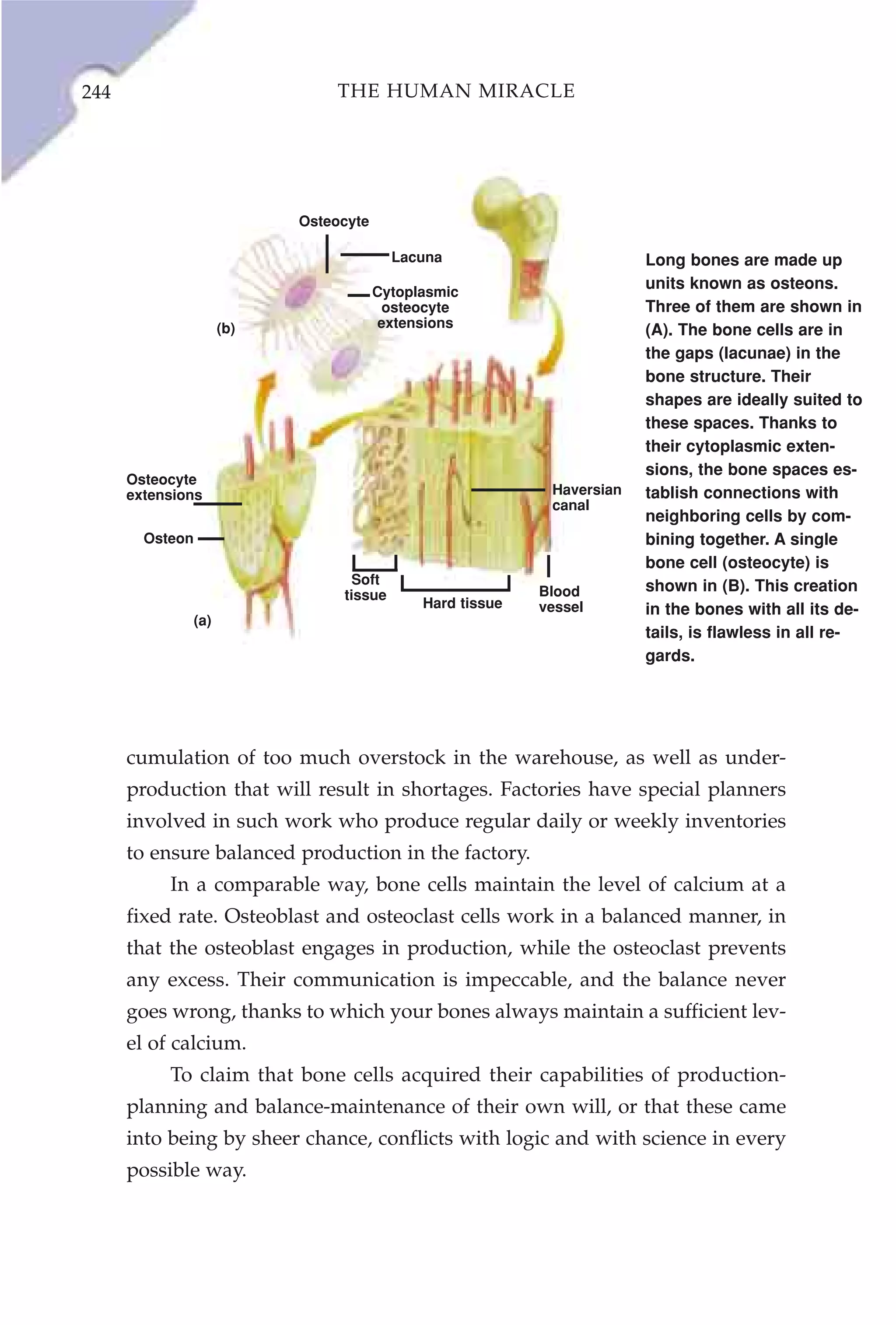 244                              THE HUMAN MIRACLE




                             Osteocyte

                                           Lacuna                         Long bones are made up
                                         Cytoplasmic
                                                                          units known as osteons.
                                          osteocyte                       Three of them are shown in
                       (b)                extensions
                                                                          (A). The bone cells are in
                                                                          the gaps (lacunae) in the
                                                                          bone structure. Their
                                                                          shapes are ideally suited to
                                                                          these spaces. Thanks to
                                                                          their cytoplasmic exten-
                                                                          sions, the bone spaces es-
      Osteocyte
      extensions                                              Haversian   tablish connections with
                                                              canal
                                                                          neighboring cells by com-
        Osteon                                                            bining together. A single
                                                                          bone cell (osteocyte) is
                                    Soft                                  shown in (B). This creation
                                  tissue                     Blood
                                               Hard tissue   vessel       in the bones with all its de-
                 (a)
                                                                          tails, is flawless in all re-
                                                                          gards.




      cumulation of too much overstock in the warehouse, as well as under-
      production that will result in shortages. Factories have special planners
      involved in such work who produce regular daily or weekly inventories
      to ensure balanced production in the factory.
           In a comparable way, bone cells maintain the level of calcium at a
      fixed rate. Osteoblast and osteoclast cells work in a balanced manner, in
      that the osteoblast engages in production, while the osteoclast prevents
      any excess. Their communication is impeccable, and the balance never
      goes wrong, thanks to which your bones always maintain a sufficient lev-
      el of calcium.
           To claim that bone cells acquired their capabilities of production-
      planning and balance-maintenance of their own will, or that these came
      into being by sheer chance, conflicts with logic and with science in every
      possible way.
 