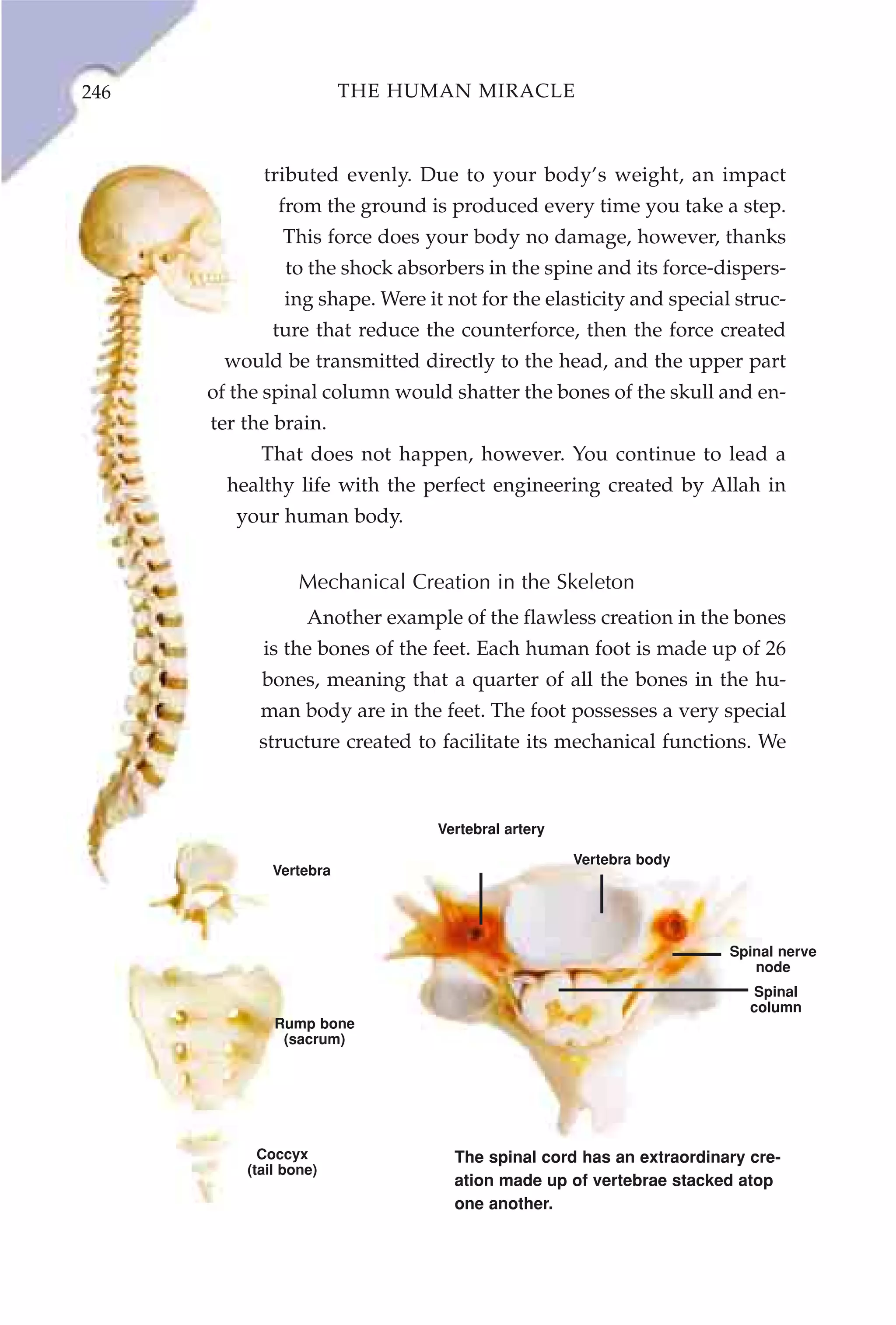 246                     THE HUMAN MIRACLE



            tributed evenly. Due to your body’s weight, an impact
              from the ground is produced every time you take a step.
               This force does your body no damage, however, thanks
               to the shock absorbers in the spine and its force-dispers-
               ing shape. Were it not for the elasticity and special struc-
             ture that reduce the counterforce, then the force created
       would be transmitted directly to the head, and the upper part
      of the spinal column would shatter the bones of the skull and en-
      ter the brain.
            That does not happen, however. You continue to lead a
        healthy life with the perfect engineering created by Allah in
         your human body.


                  Mechanical Creation in the Skeleton
                   Another example of the flawless creation in the bones
            is the bones of the feet. Each human foot is made up of 26
            bones, meaning that a quarter of all the bones in the hu-
            man body are in the feet. The foot possesses a very special
           structure created to facilitate its mechanical functions. We



                                 Vertebral artery

                                                    Vertebra body
             Vertebra




                                                                     Spinal nerve
                                                                        node
                                                                        Spinal
                                                                        column
              Rump bone
               (sacrum)




            Coccyx                 The spinal cord has an extraordinary cre-
          (tail bone)
                                   ation made up of vertebrae stacked atop
                                   one another.
 