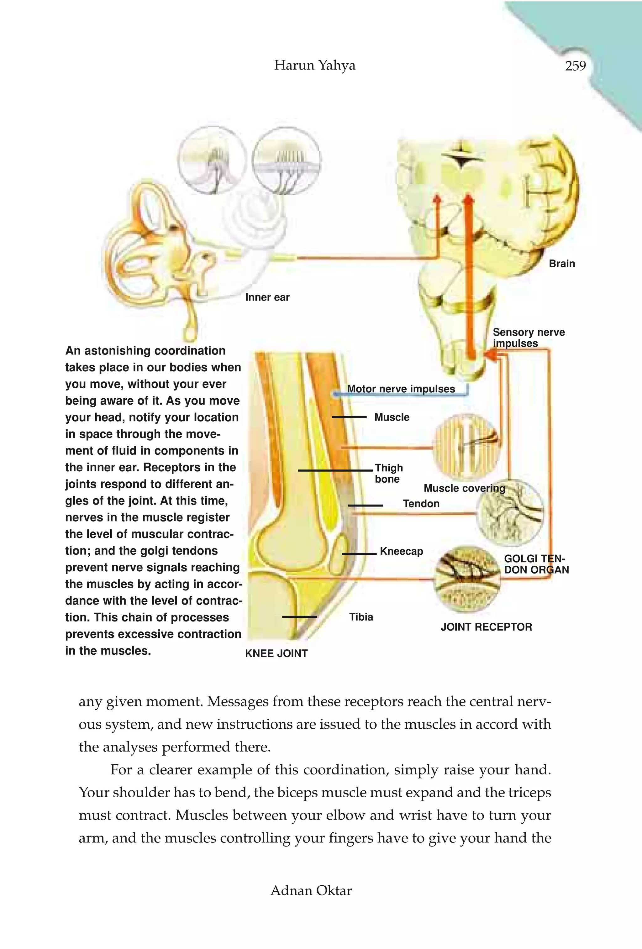 Harun Yahya                                          259




                                                                                    Brain


                               Inner ear


                                                                          Sensory nerve
                                                                          impulses
An astonishing coordination
takes place in our bodies when
you move, without your ever                   Motor nerve impulses
being aware of it. As you move
your head, notify your location                        Muscle
in space through the move-
ment of fluid in components in
the inner ear. Receptors in the                        Thigh
                                                       bone
joints respond to different an-                               Muscle covering
gles of the joint. At this time,                           Tendon
nerves in the muscle register
the level of muscular contrac-
tion; and the golgi tendons                            Kneecap
                                                                            GOLGI TEN-
prevent nerve signals reaching                                              DON ORGAN
the muscles by acting in accor-
dance with the level of contrac-
tion. This chain of processes                  Tibia
                                                                 JOINT RECEPTOR
prevents excessive contraction
in the muscles.                  KNEE JOINT



  any given moment. Messages from these receptors reach the central nerv-
  ous system, and new instructions are issued to the muscles in accord with
  the analyses performed there.
       For a clearer example of this coordination, simply raise your hand.
  Your shoulder has to bend, the biceps muscle must expand and the triceps
  must contract. Muscles between your elbow and wrist have to turn your
  arm, and the muscles controlling your fingers have to give your hand the


                                    Adnan Oktar
 