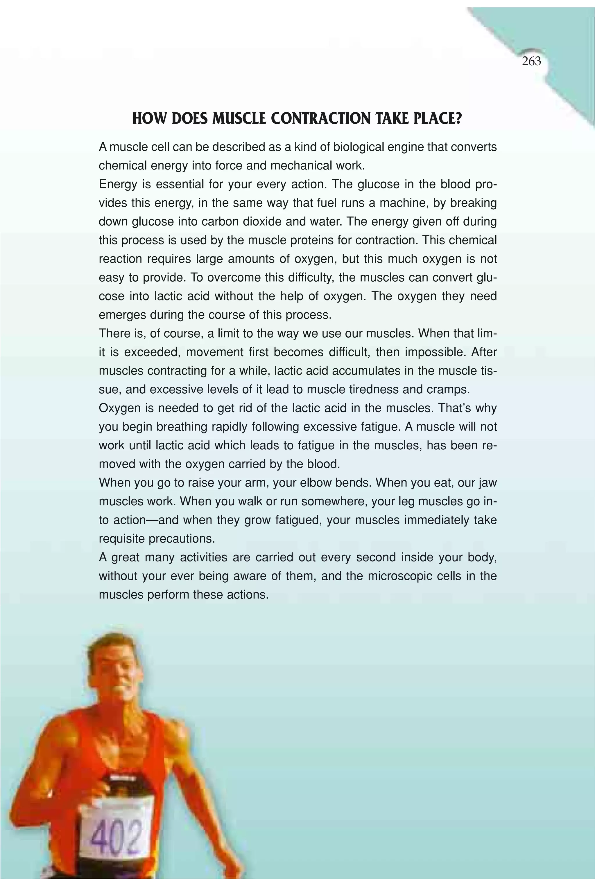263



      HOW DOES MUSCLE CONTRACTION TAKE PLACE?
A muscle cell can be described as a kind of biological engine that converts
chemical energy into force and mechanical work.
Energy is essential for your every action. The glucose in the blood pro-
vides this energy, in the same way that fuel runs a machine, by breaking
down glucose into carbon dioxide and water. The energy given off during
this process is used by the muscle proteins for contraction. This chemical
reaction requires large amounts of oxygen, but this much oxygen is not
easy to provide. To overcome this difficulty, the muscles can convert glu-
cose into lactic acid without the help of oxygen. The oxygen they need
emerges during the course of this process.
There is, of course, a limit to the way we use our muscles. When that lim-
it is exceeded, movement first becomes difficult, then impossible. After
muscles contracting for a while, lactic acid accumulates in the muscle tis-
sue, and excessive levels of it lead to muscle tiredness and cramps.
Oxygen is needed to get rid of the lactic acid in the muscles. That’s why
you begin breathing rapidly following excessive fatigue. A muscle will not
work until lactic acid which leads to fatigue in the muscles, has been re-
moved with the oxygen carried by the blood.
When you go to raise your arm, your elbow bends. When you eat, our jaw
muscles work. When you walk or run somewhere, your leg muscles go in-
to action—and when they grow fatigued, your muscles immediately take
requisite precautions.
A great many activities are carried out every second inside your body,
without your ever being aware of them, and the microscopic cells in the
muscles perform these actions.
 