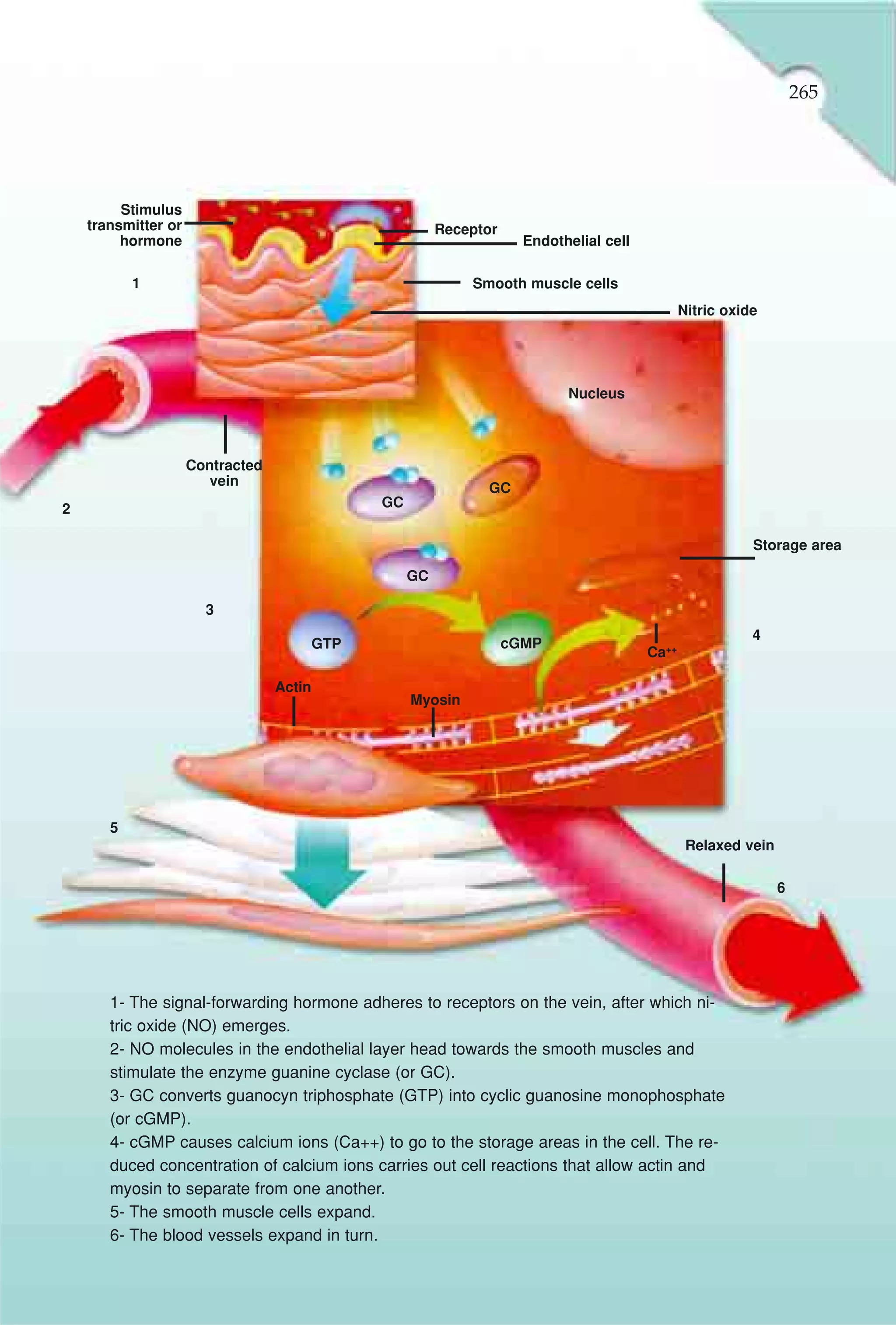 265




         Stimulus
    transmitter or                                        Receptor
         hormone                                                       Endothelial cell

           1                                                  Smooth muscle cells
                                                                                                 Nitric oxide




                                                                             Nucleus



                     Contracted
                        vein                                    GC
2                                               GC

                                                                                                            Storage area

                                                     GC

                       3
                                                                                                            4
                                          GTP                        cGMP
                                                                                          Ca++

                                  Actin
                                                     Myosin




       5
                                                                                                  Relaxed vein

                                                                                                                 6




       1- The signal-forwarding hormone adheres to receptors on the vein, after which ni-
       tric oxide (NO) emerges.
       2- NO molecules in the endothelial layer head towards the smooth muscles and
       stimulate the enzyme guanine cyclase (or GC).
       3- GC converts guanocyn triphosphate (GTP) into cyclic guanosine monophosphate
       (or cGMP).
       4- cGMP causes calcium ions (Ca++) to go to the storage areas in the cell. The re-
       duced concentration of calcium ions carries out cell reactions that allow actin and
       myosin to separate from one another.
       5- The smooth muscle cells expand.
       6- The blood vessels expand in turn.
 