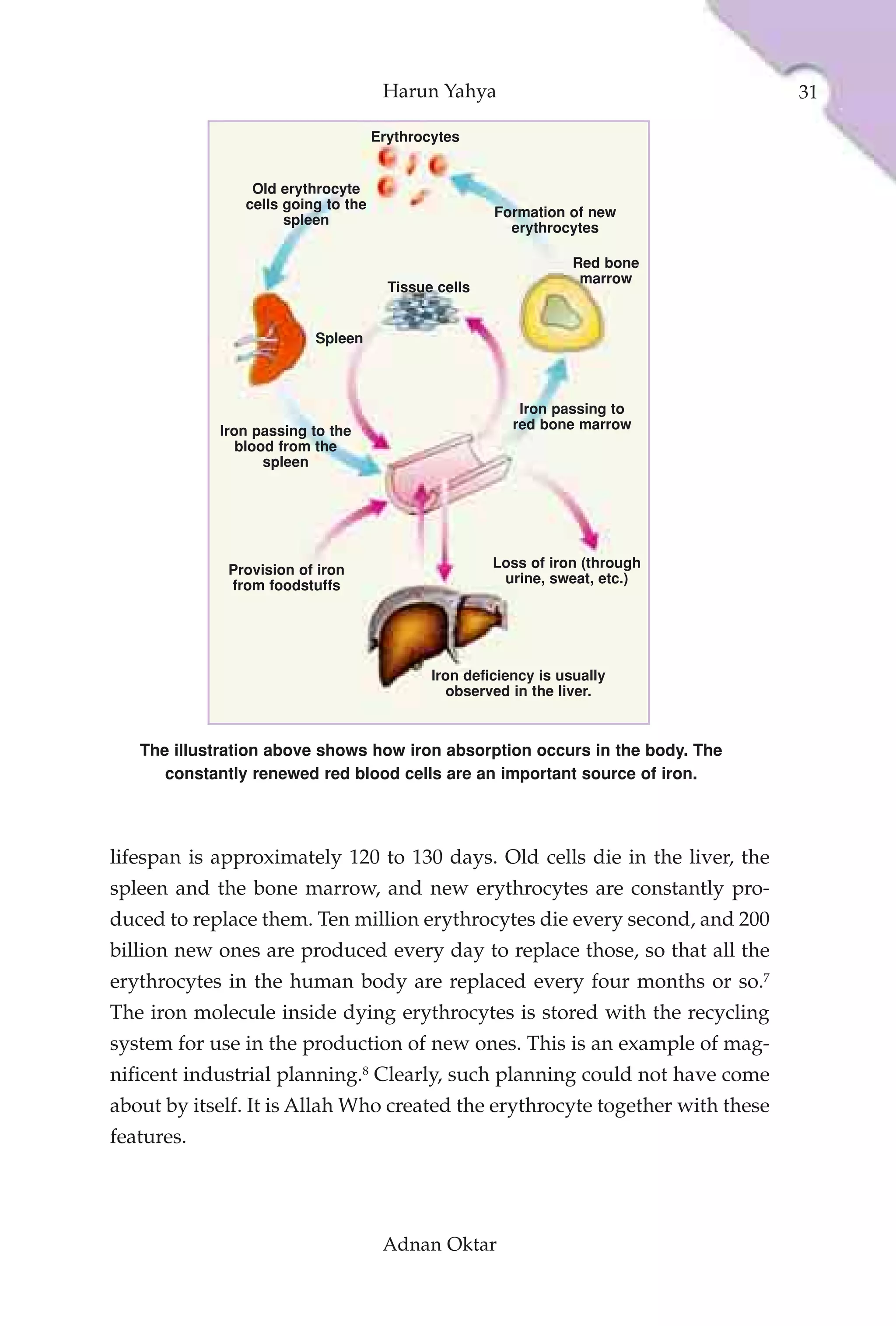 Harun Yahya                              31

                                     Erythrocytes


                 Old erythrocyte
                cells going to the
                                                      Formation of new
                      spleen
                                                        erythrocytes

                                                                  Red bone
                                                                   marrow
                                       Tissue cells


                          Spleen



                                                          Iron passing to
            Iron passing to the                          red bone marrow
               blood from the
                   spleen




             Provision of iron                        Loss of iron (through
             from foodstuffs                           urine, sweat, etc.)




                                             Iron deficiency is usually
                                               observed in the liver.



   The illustration above shows how iron absorption occurs in the body. The
      constantly renewed red blood cells are an important source of iron.




lifespan is approximately 120 to 130 days. Old cells die in the liver, the
spleen and the bone marrow, and new erythrocytes are constantly pro-
duced to replace them. Ten million erythrocytes die every second, and 200
billion new ones are produced every day to replace those, so that all the
erythrocytes in the human body are replaced every four months or so.7
The iron molecule inside dying erythrocytes is stored with the recycling
system for use in the production of new ones. This is an example of mag-
nificent industrial planning.8 Clearly, such planning could not have come
about by itself. It is Allah Who created the erythrocyte together with these
features.




                                      Adnan Oktar
 